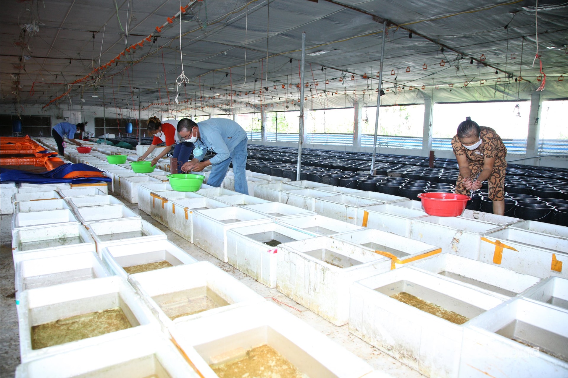 در فصل اوج صید، هر بار که مزرعه ماهی هونگ ده‌ها هزار ماهی می‌گیرد، به ۸ تا ۱۰ کارگر نیاز دارد.