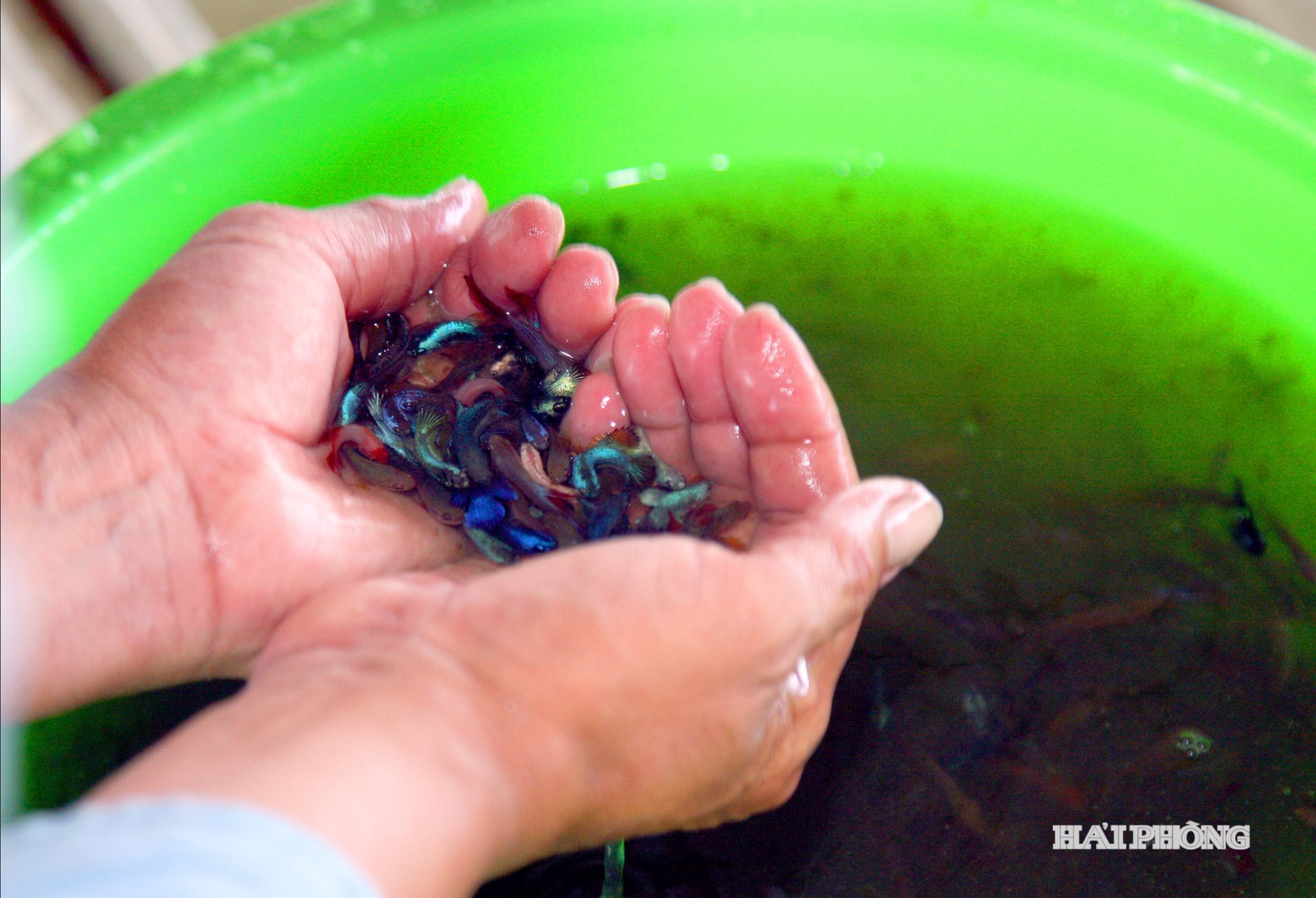 ماهی‌های مزرعه آقای وو ویت هونگ توسط خود آقای هونگ اصلاح نژاد، آمیخته‌گری، پرورش تجاری و فروش به بازار می‌شوند. آقای هونگ همیشه به ماهی‌های خالص «پولک اژدهایی کامل» خود با رنگ‌های خاص و فراوان افتخار می‌کند.