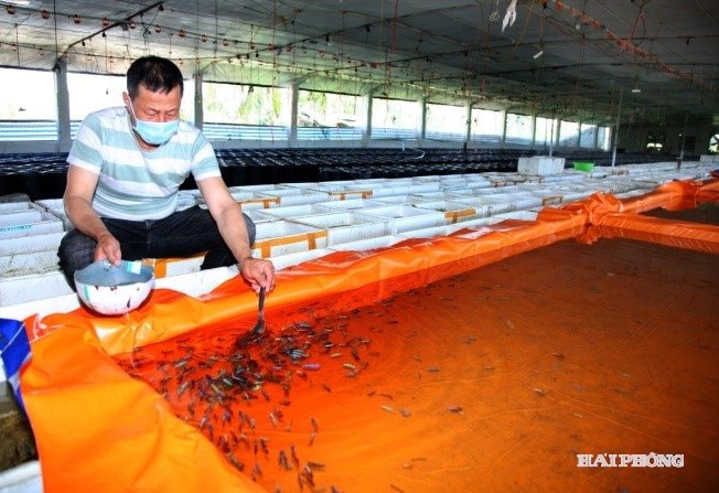 علاوه بر تضمین محیط آبی تمیز برای پرورش ماهی، تغذیه آنها نیز به روشی خاص، ترکیبی از تجربه و تکنیک، برای تضمین رشد بهینه نیاز دارد.