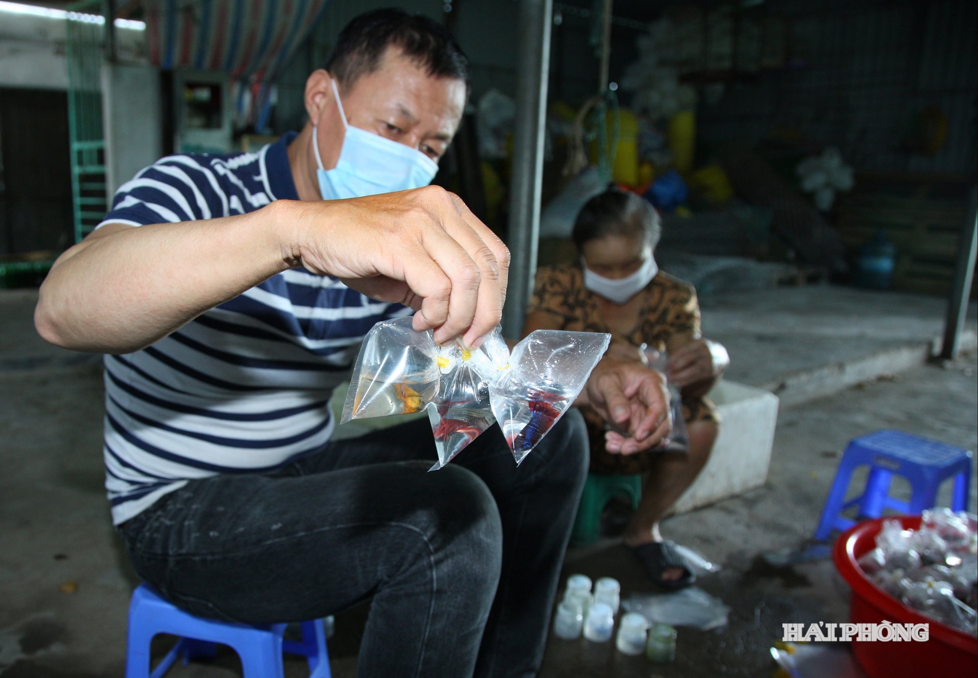 پس از مرتب‌سازی، ماهی‌ها در کیسه‌های پلاستیکی بسته‌بندی شده و برای ارسال به مشتریان به جعبه‌های استایروفومی منتقل می‌شوند.