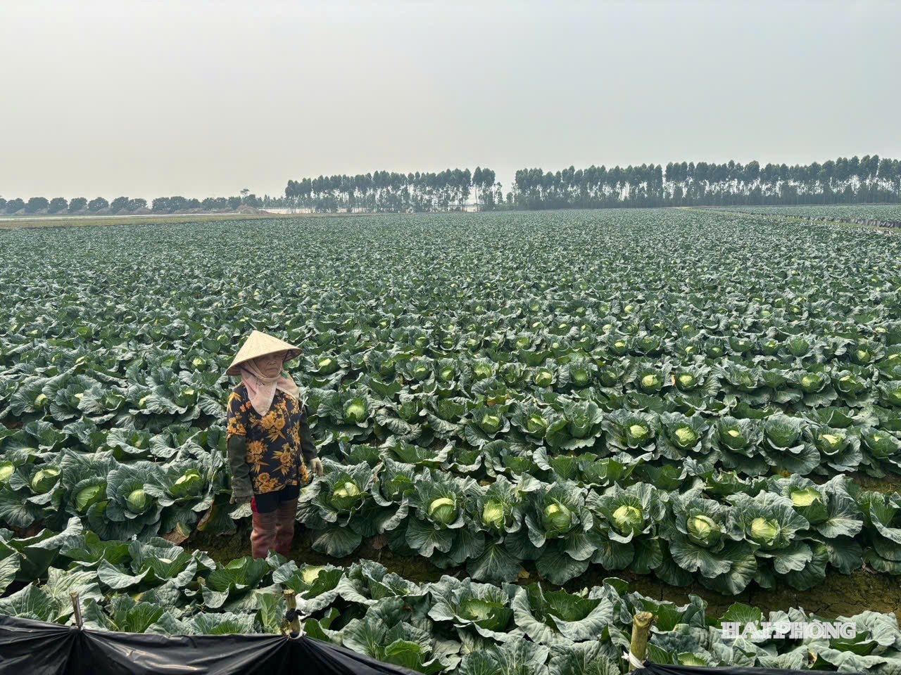 thanh-mien(1).jpg