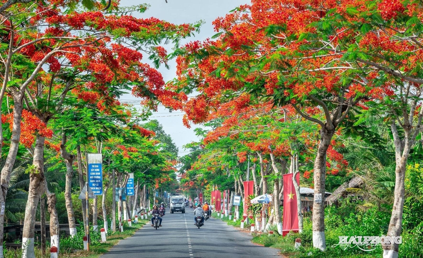 Những cung đường rực rỡ màu hoa phượng của Hải Phòng