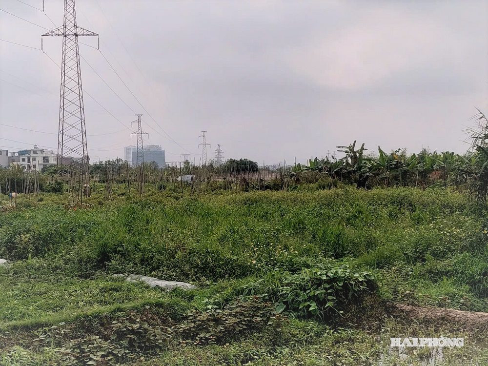 giai-phong 2