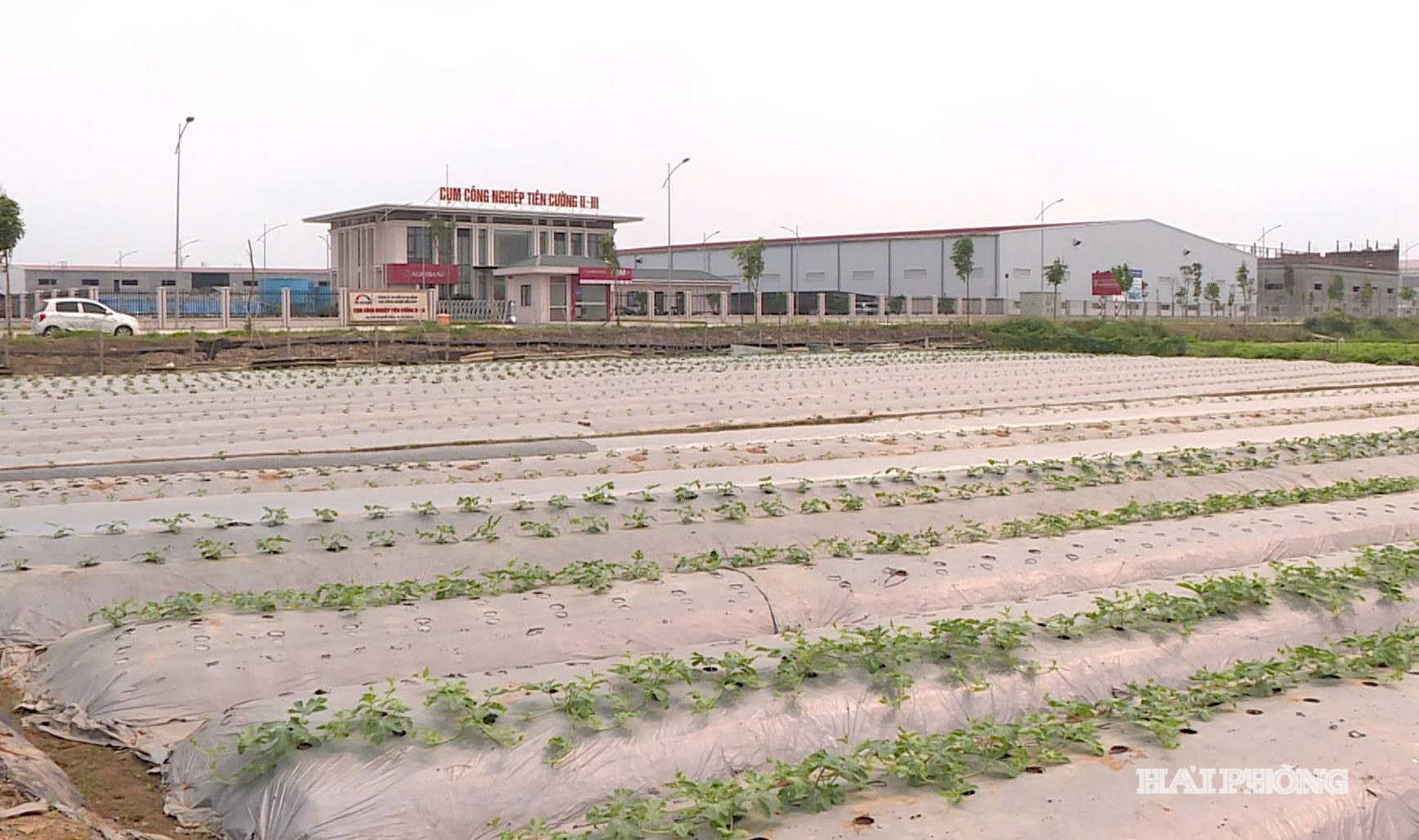 Vị trí đất thu hồi thực hiện Dự án Cụm công nghiệp Tiên Cường III