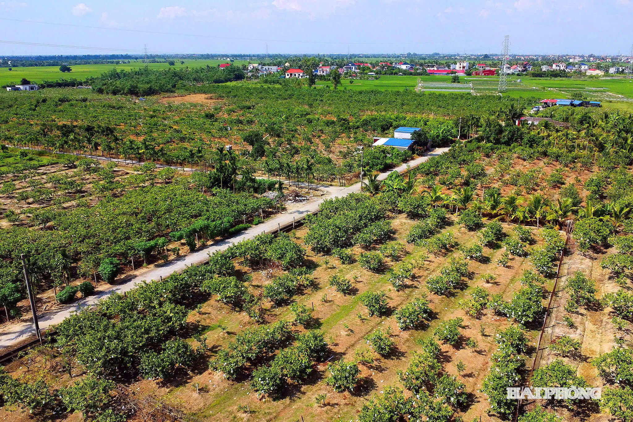 Nhiều người không khỏi ngỡ ngàng khi đến cánh đồng Vua tại thôn Lam Sơn, xã Vĩnh Bảo) thời gian gần đây với những cánh đồng xanh bạt ngàn cây ăn quả. 