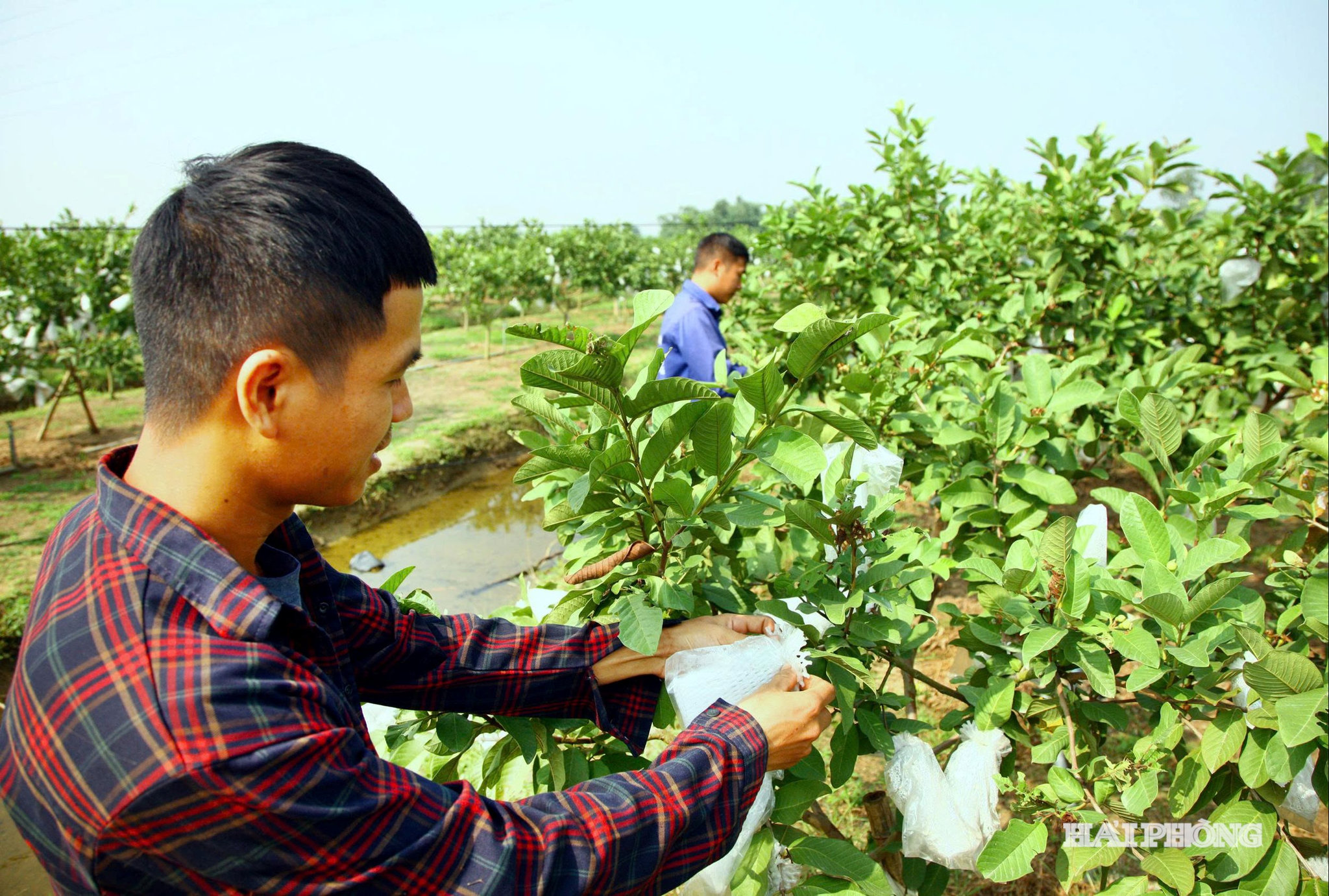 Khác với các giống ổi thông thường, ổi lê Đài Loan là cây dễ trồng, sinh trưởng tốt, chịu thâm canh, nhanh cho quả, quả to, ít hạt, trung bình đạt từ 2,5 đến 3 lạng 1 quả.