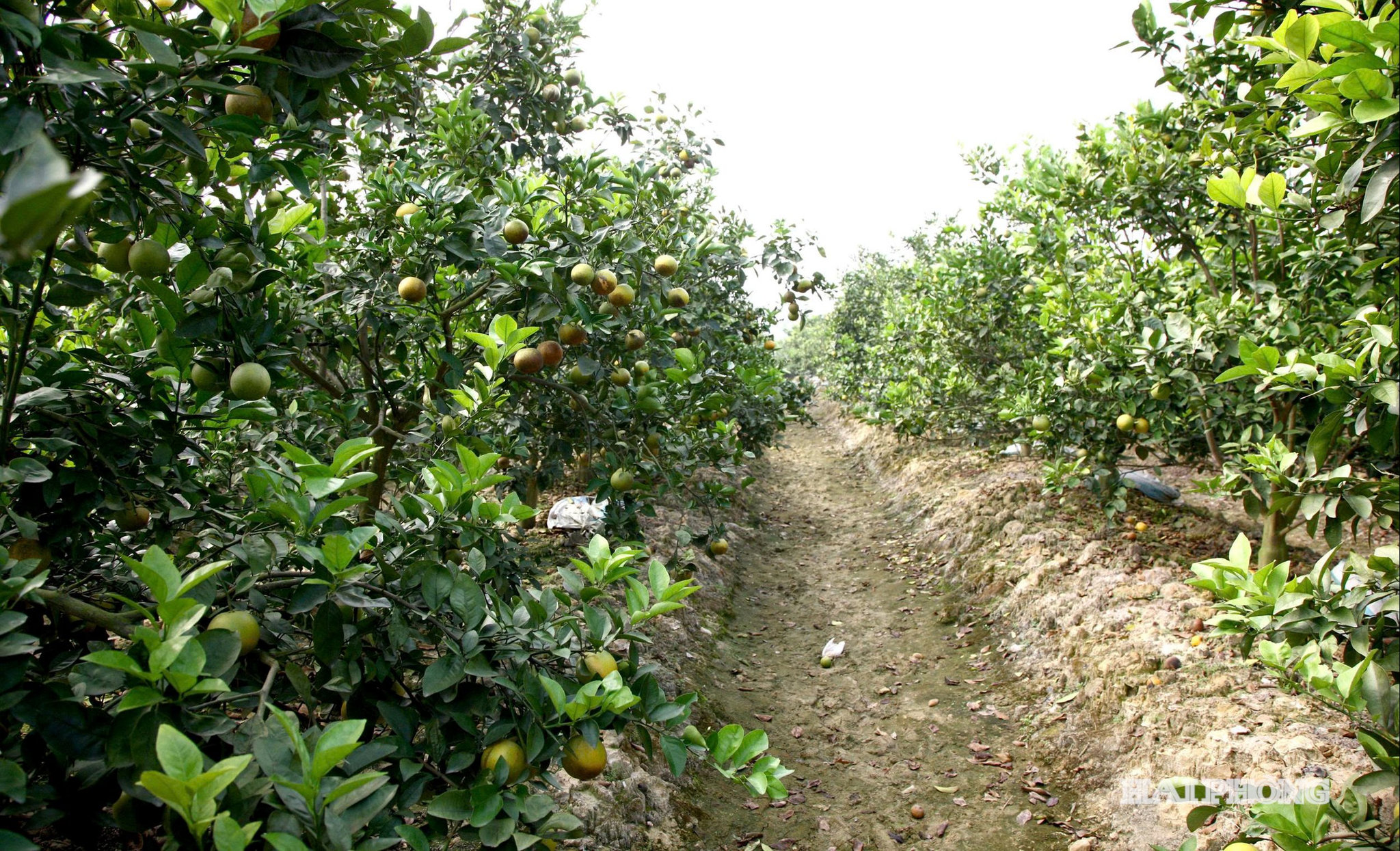 Những cây cam Vinh cũng đang dần 