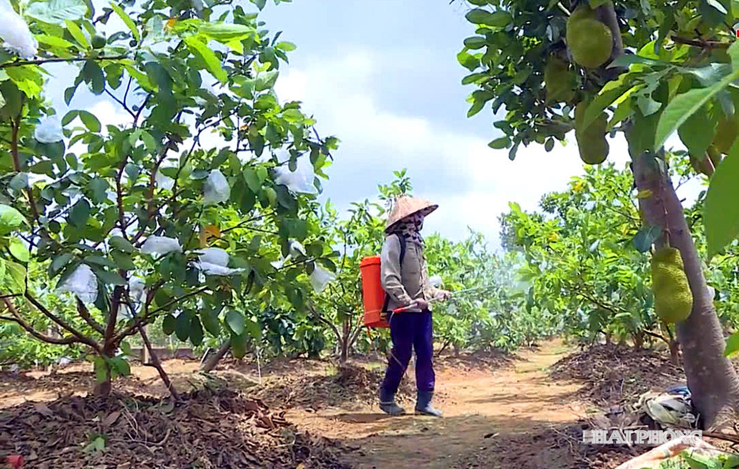Người nông dân Vĩnh Bảo canh tác cây ăn quả chăm bón hoàn toàn bằng các chế phẩm sinh học, thân thiện với môi trường.