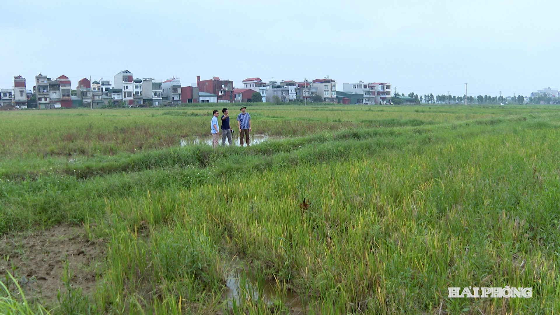 anh-yet-kieu-2.jpg