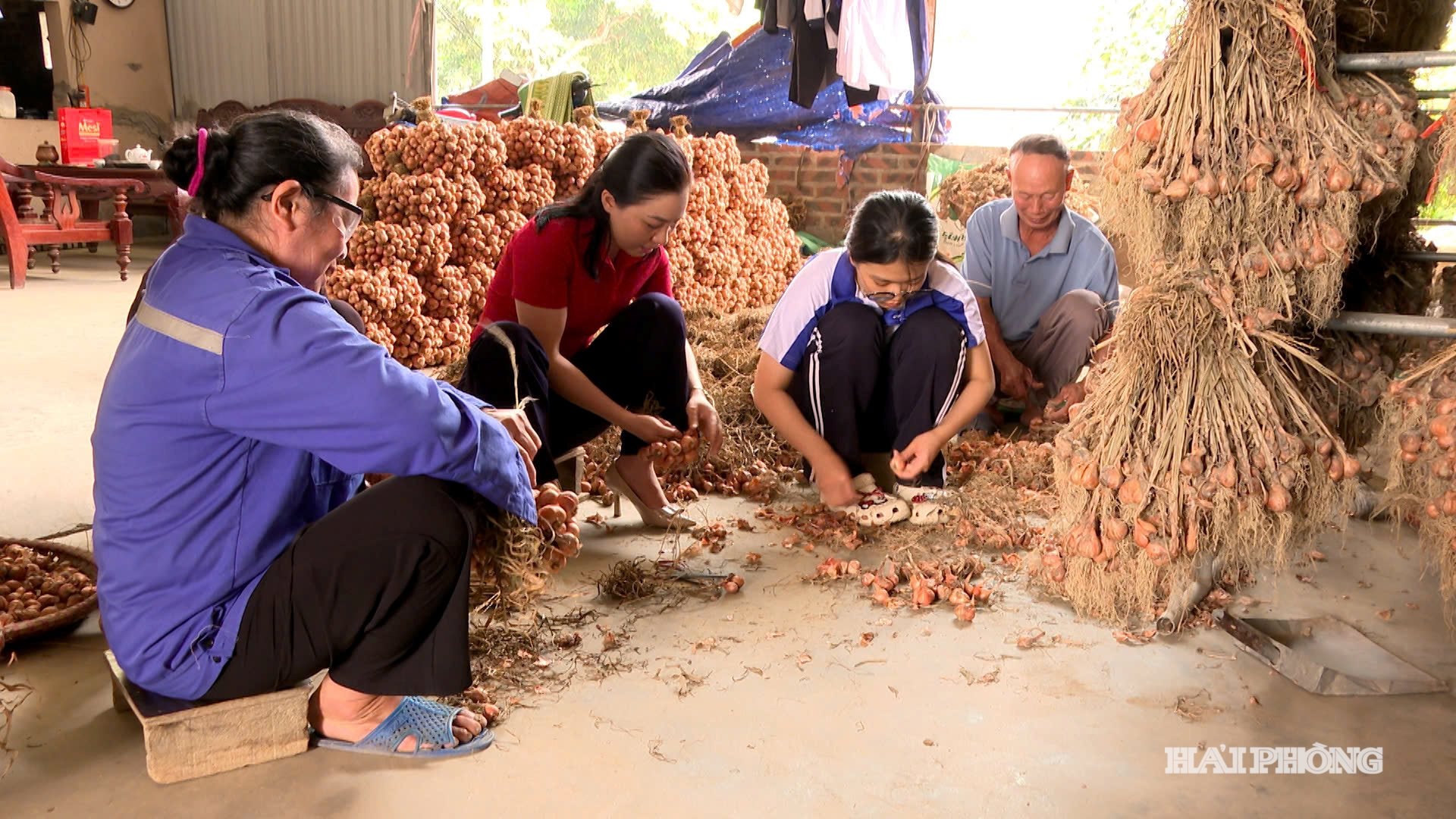 តម្លៃខ្ទឹមបារាំង និងខ្ទឹមសបានធ្លាក់ចុះយ៉ាងខ្លាំង មកត្រឹម ៨,០០០-១០,០០០ ដុង/គីឡូក្រាម ដែលបណ្តាលឱ្យផលិតផលក្រោយការប្រមូលផលមួយចំនួនធំត្រូវបានរក្សាទុកនៅផ្ទះដោយប្រជាជននៅតំបន់ Kinh Mon ចាស់ ដើម្បីរង់ចាំលក់។