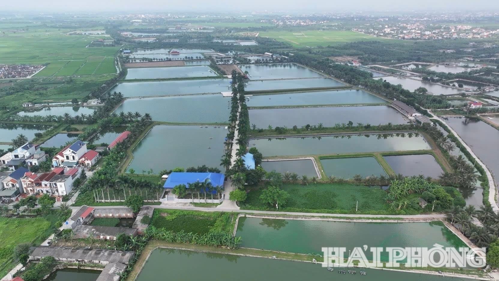 Xã Tân Kỳ đi đầu trong phát triển nuôi thủy sản ứng dụng công nghệ cao.