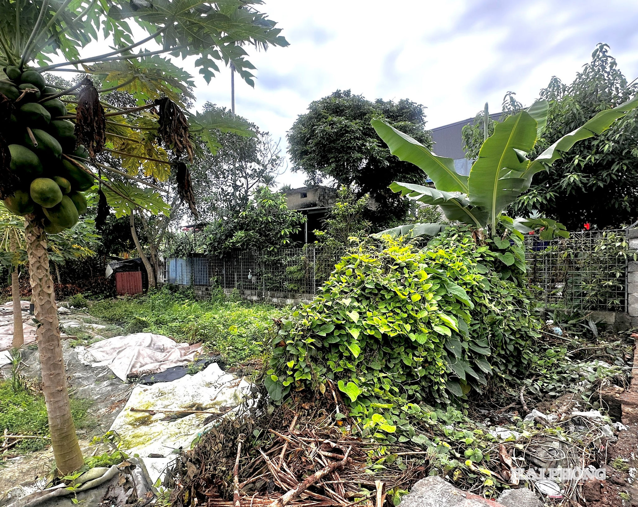 thi-hanh-an-phu-lien-2.jpg