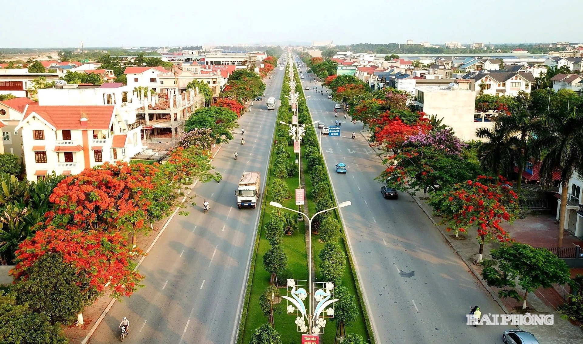hoa-phuong (3)