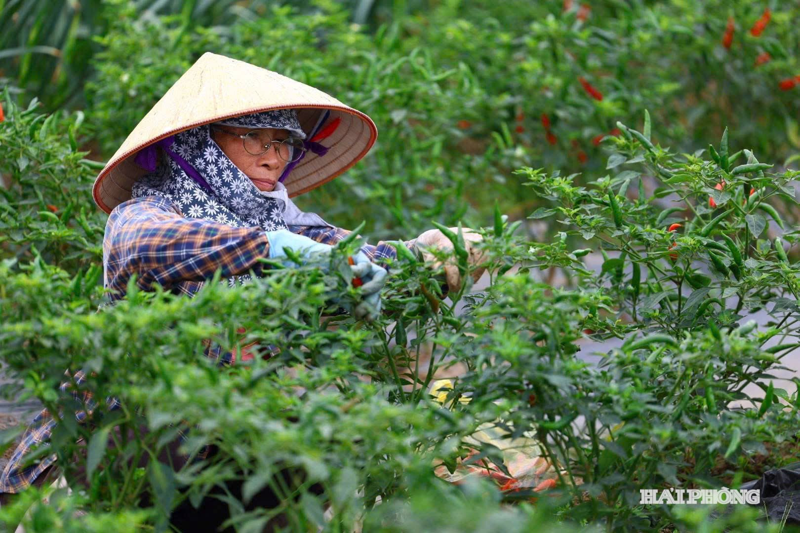 tich tụ