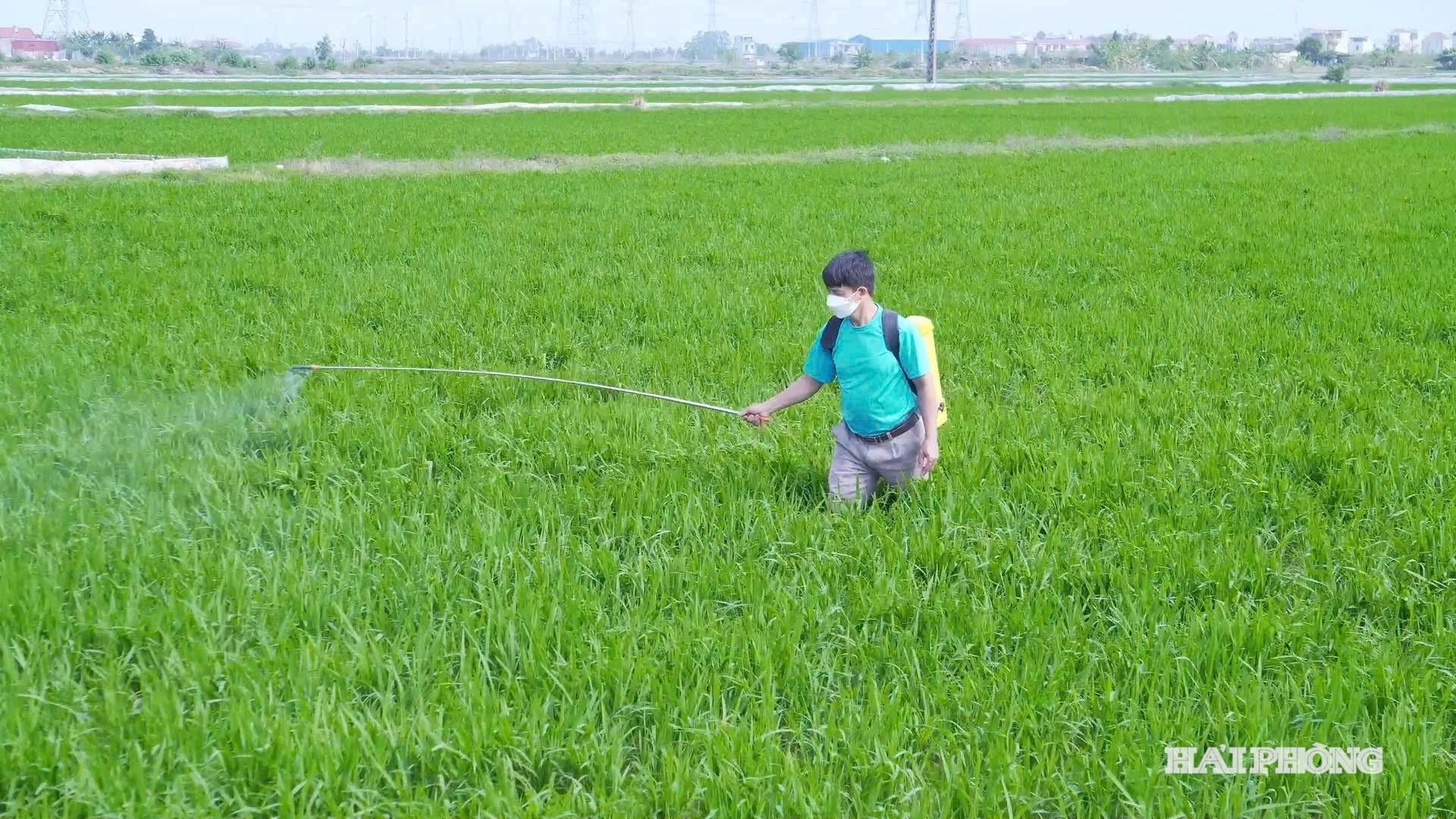 phong-benh-lua-xuan.jpg