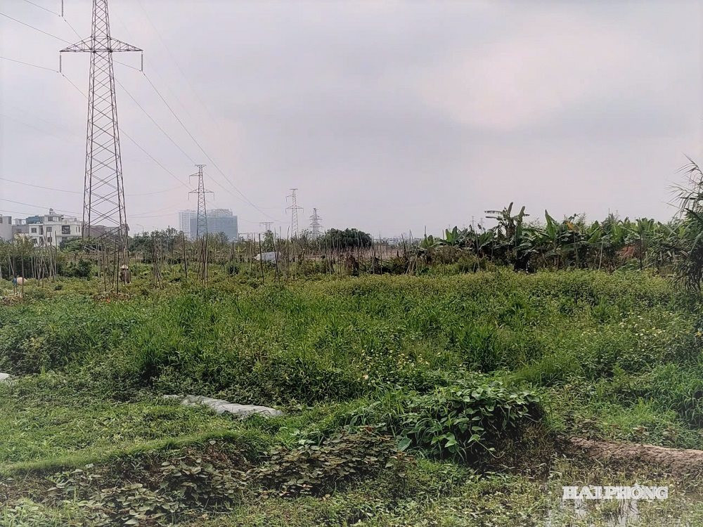 giai-phong 1