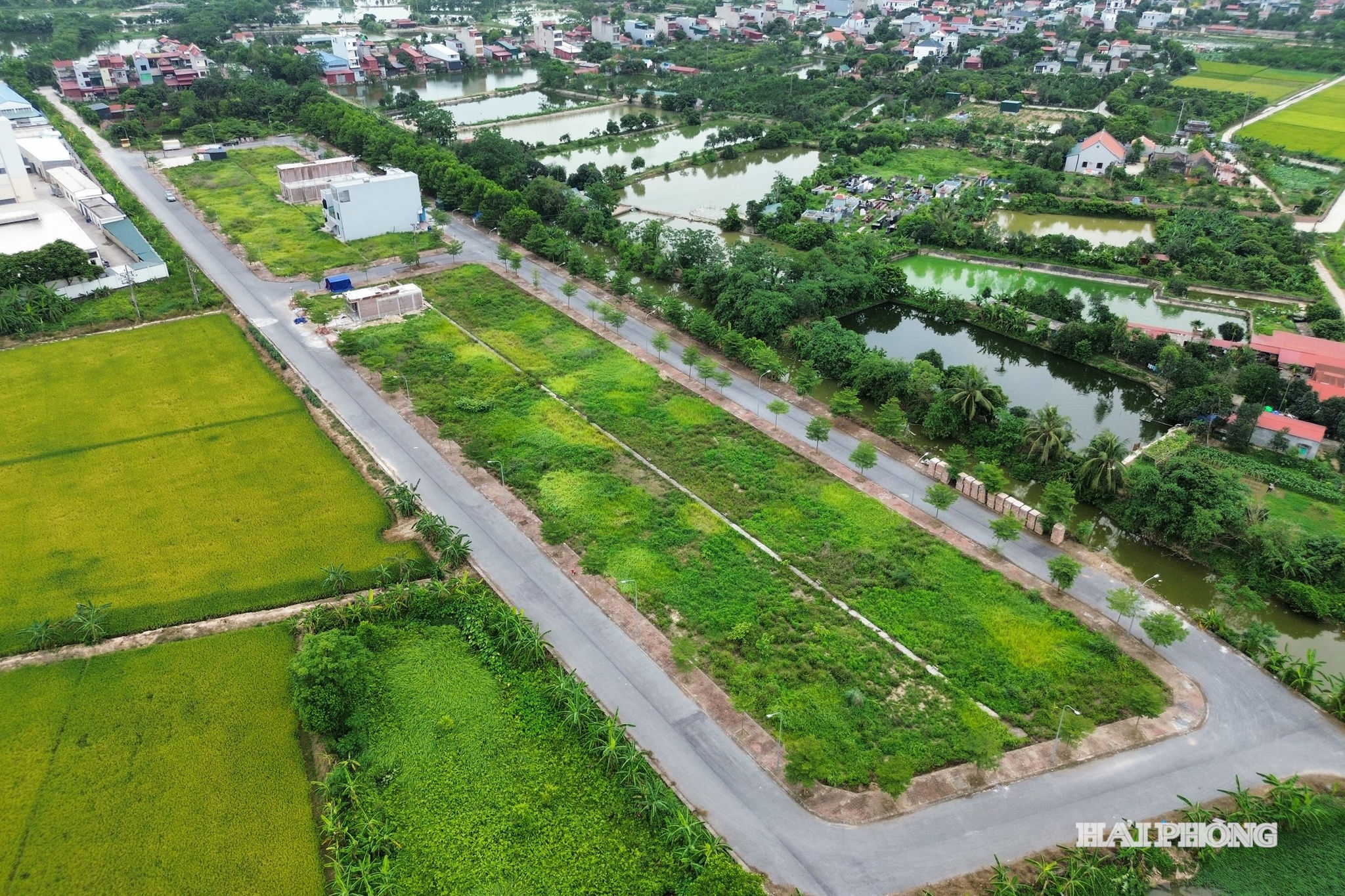 dau-gia.jpg