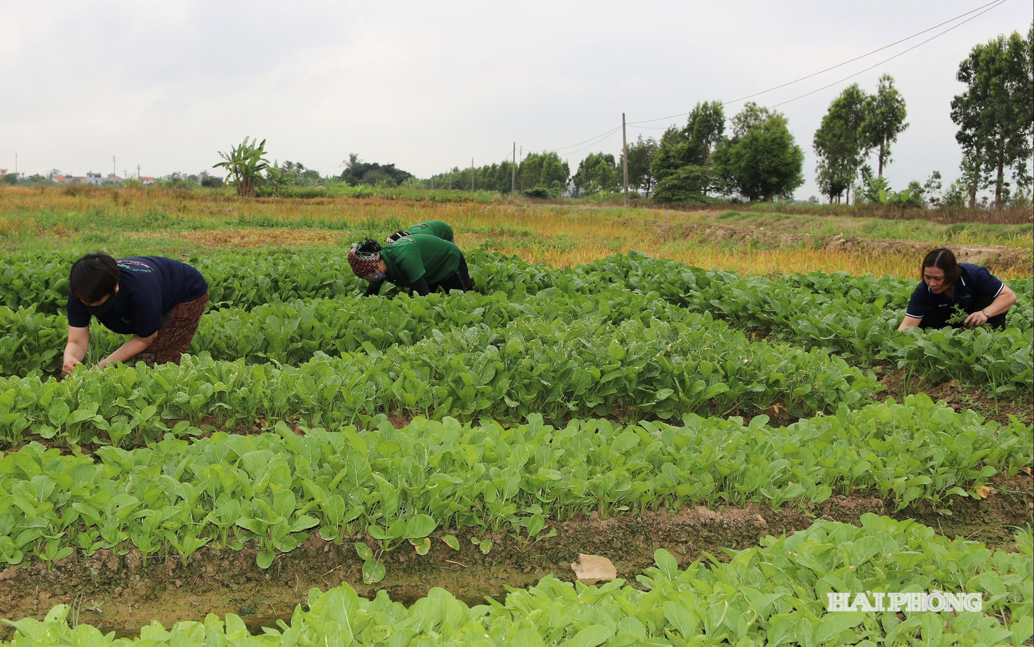 chuyen-canh-tap-trung.jpg