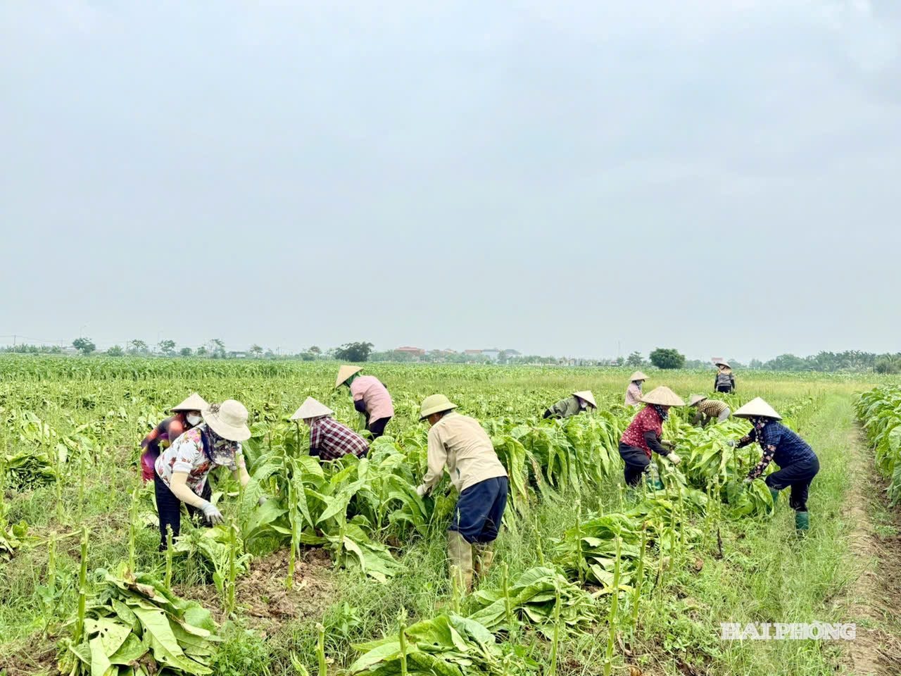 thuoc-lao1.jpg