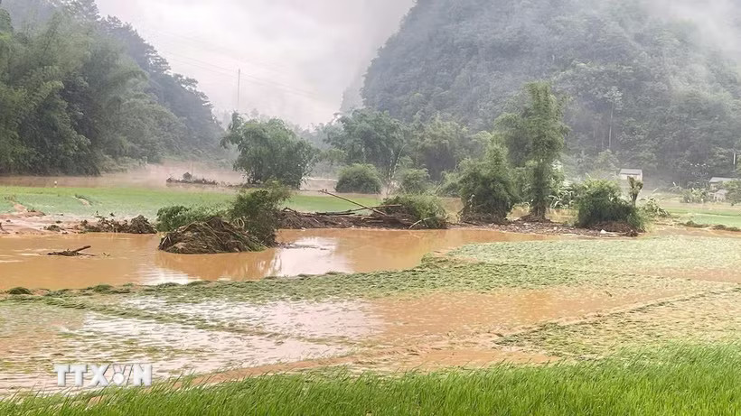 Nhiều diện tích lúa và hoa màu tại Cao Bằng bị nước lũ tàn phá. (Ảnh: Quốc Đạt/TTXVN)