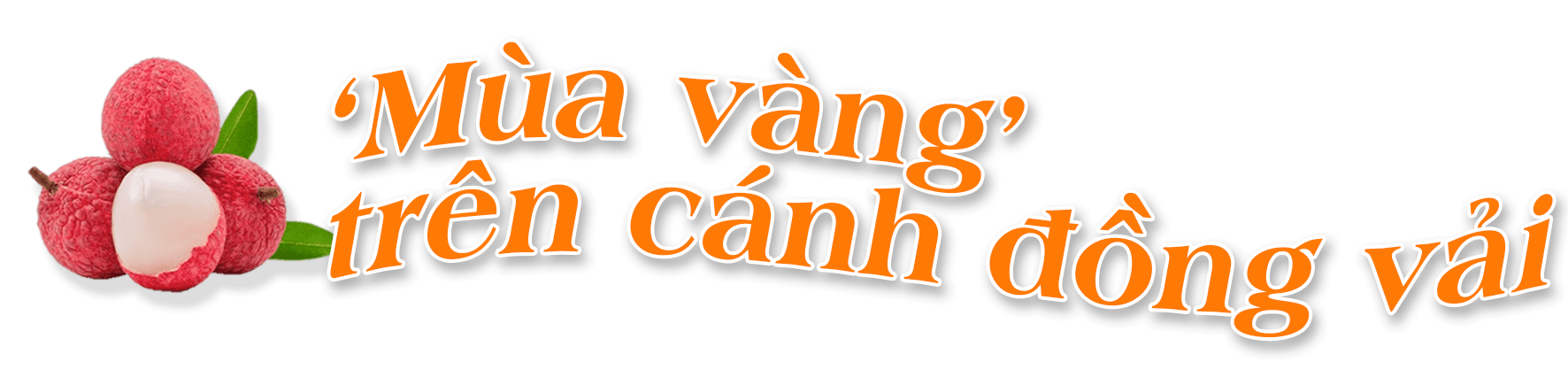 mua-vang-tren-canh-dong-vai.png