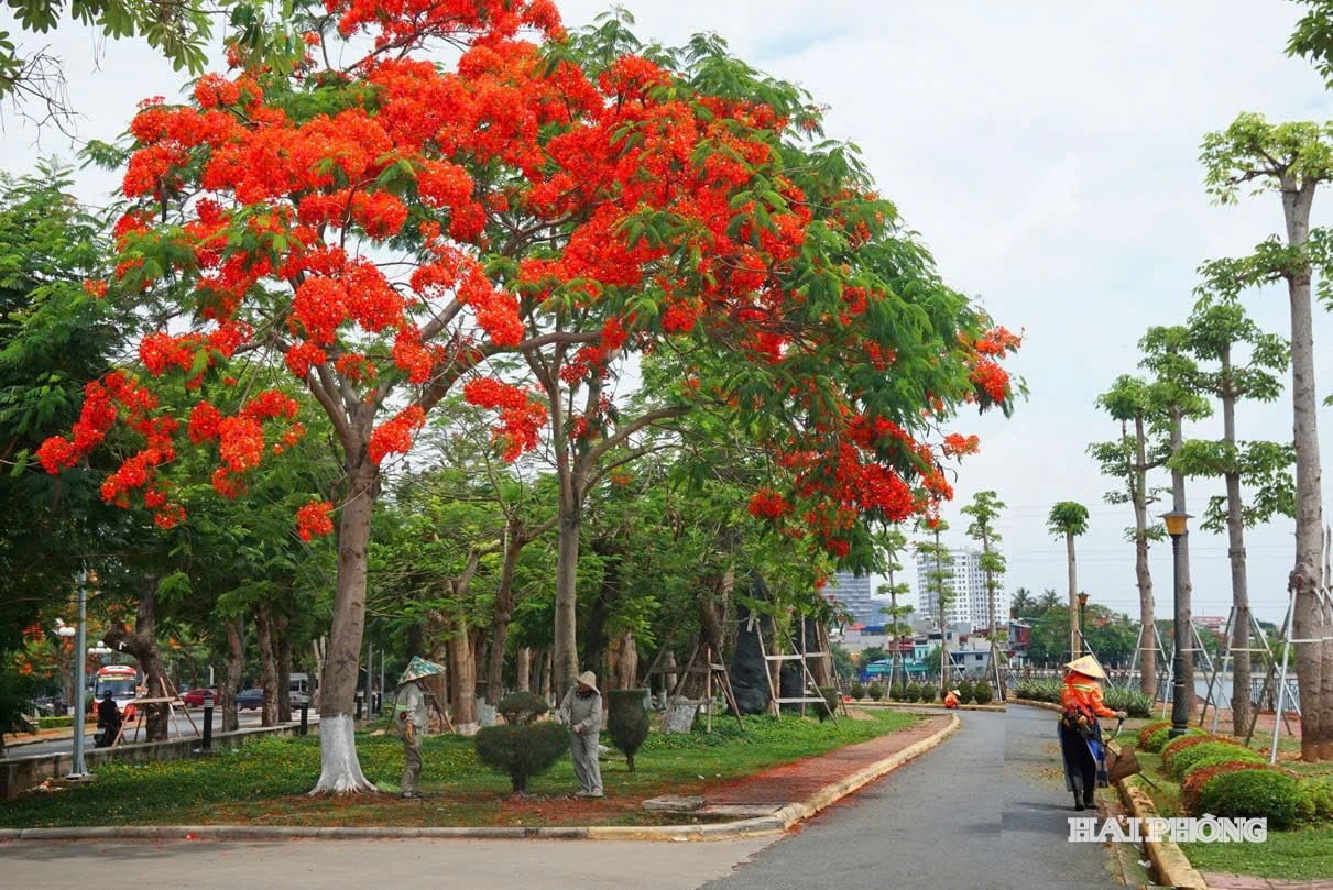 hoa-phuong-1(1).jpg