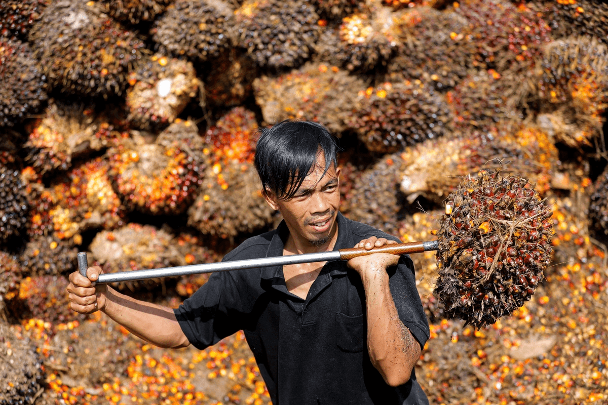 thu-hoach-dau-co-indonesia.png