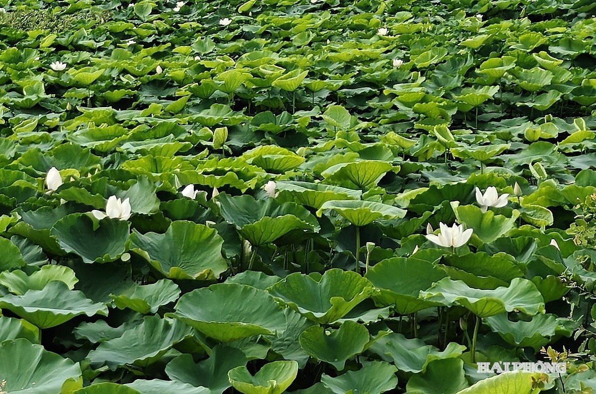 পদ্ম ফুল
