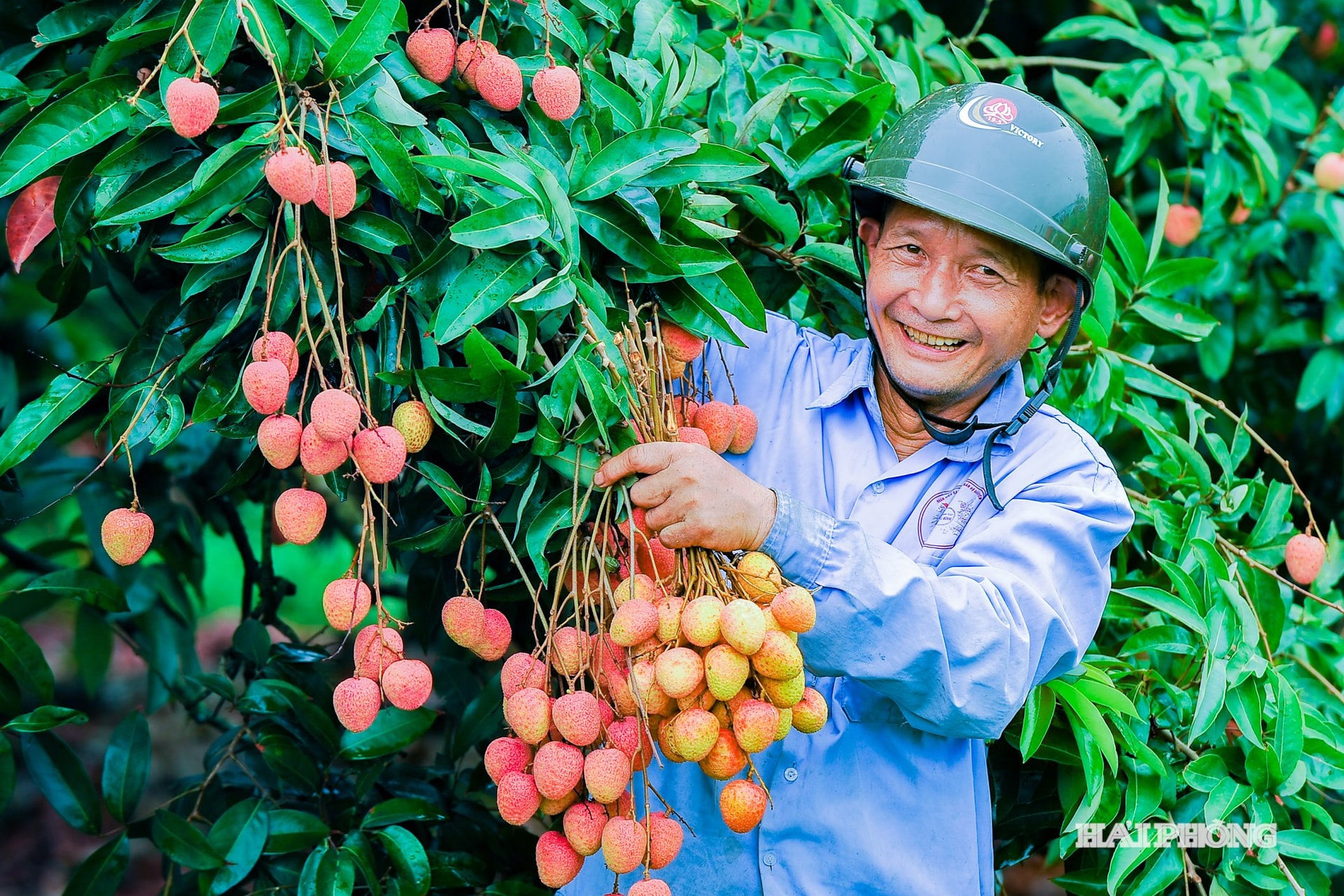 Cependant, à Ha Dong, les litchis de début de saison se vendent à des prix élevés et stables depuis le début de la saison, oscillant entre 35 000 et 40 000 VND/kg. Le prix relevé le matin du 21 mai était de 35 000 VND/kg, ce qui ravit les producteurs.