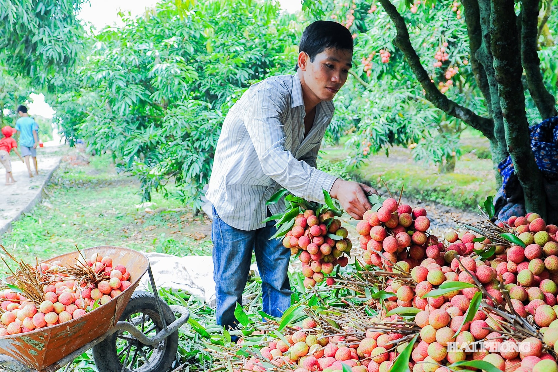 En ce moment, les agriculteurs de Ha Dong sont en pleine récolte, et la récolte précoce des litchis sera pratiquement terminée d'ici une semaine environ.