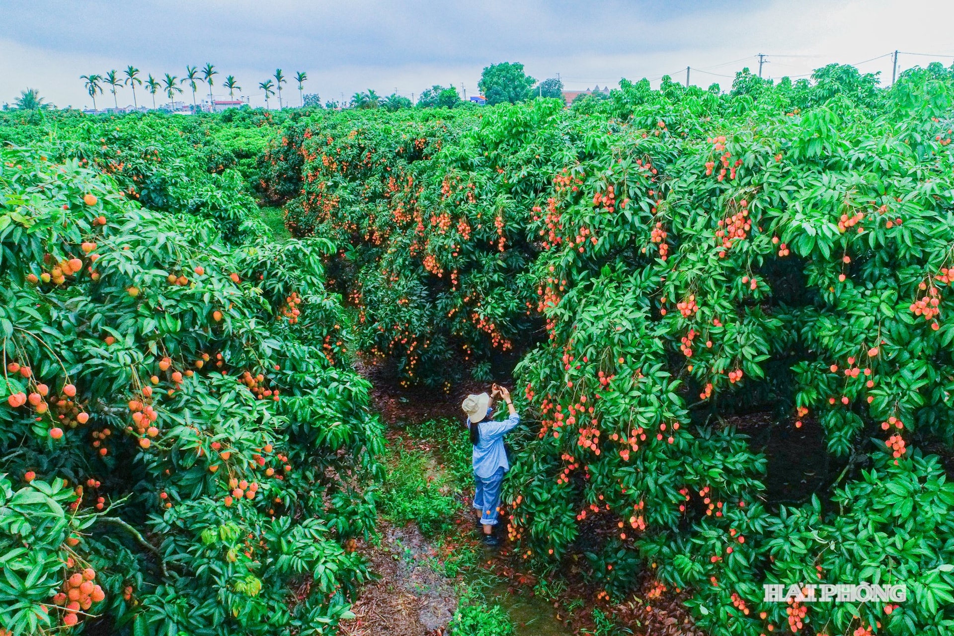 La commune de Ha Dong devrait récolter environ 14 000 tonnes de litchis en 2026. Par rapport aux années précédentes, la production de litchis de cette année est en baisse de moitié.