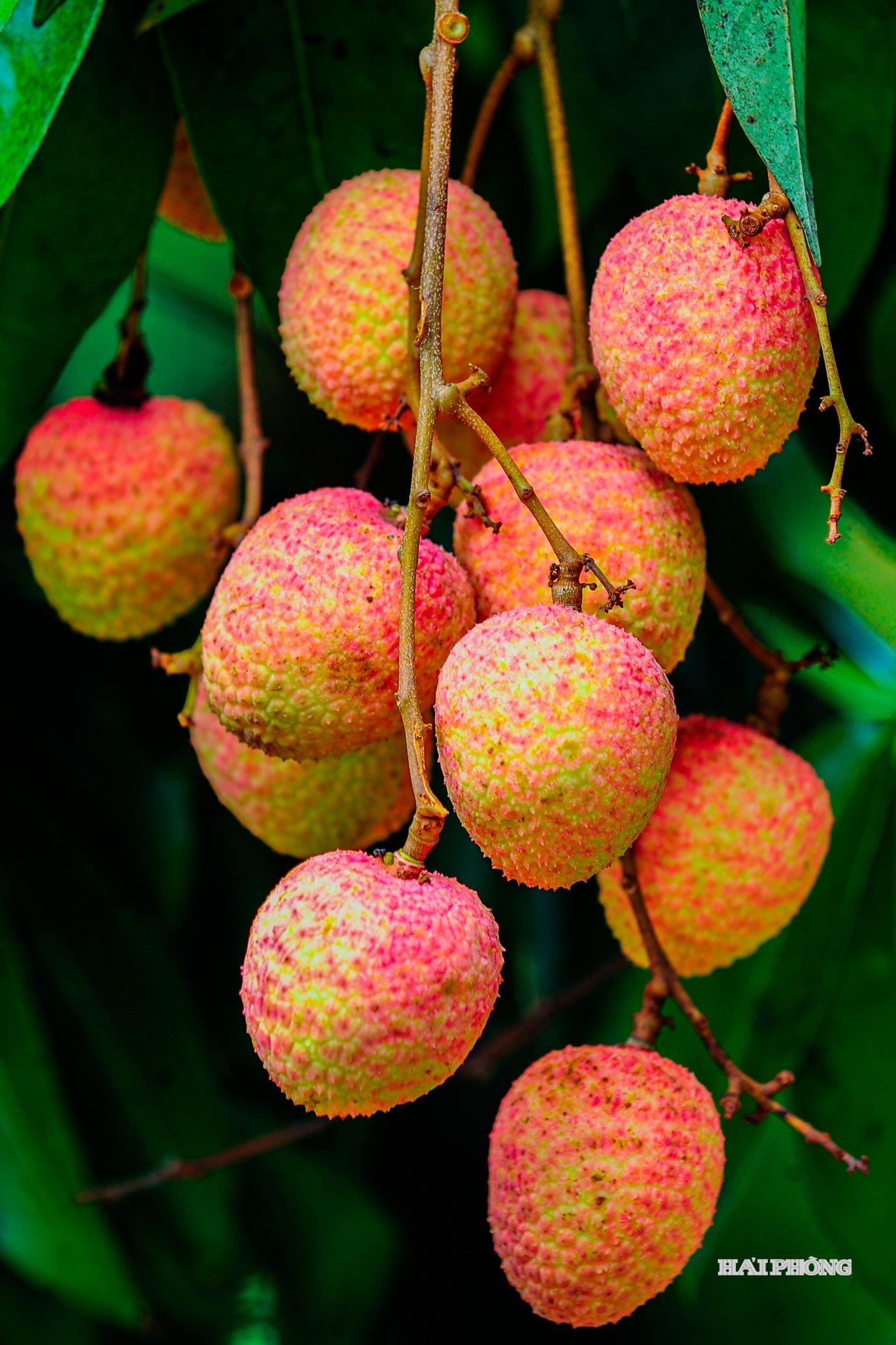 Les litchis précoces de Ha Dong présentent une belle apparence, une saveur douce et rafraîchissante, et ne sont pas amers. Ils sont achetés et exportés vers des marchés tels que la Chine, le Japon et les États-Unis.