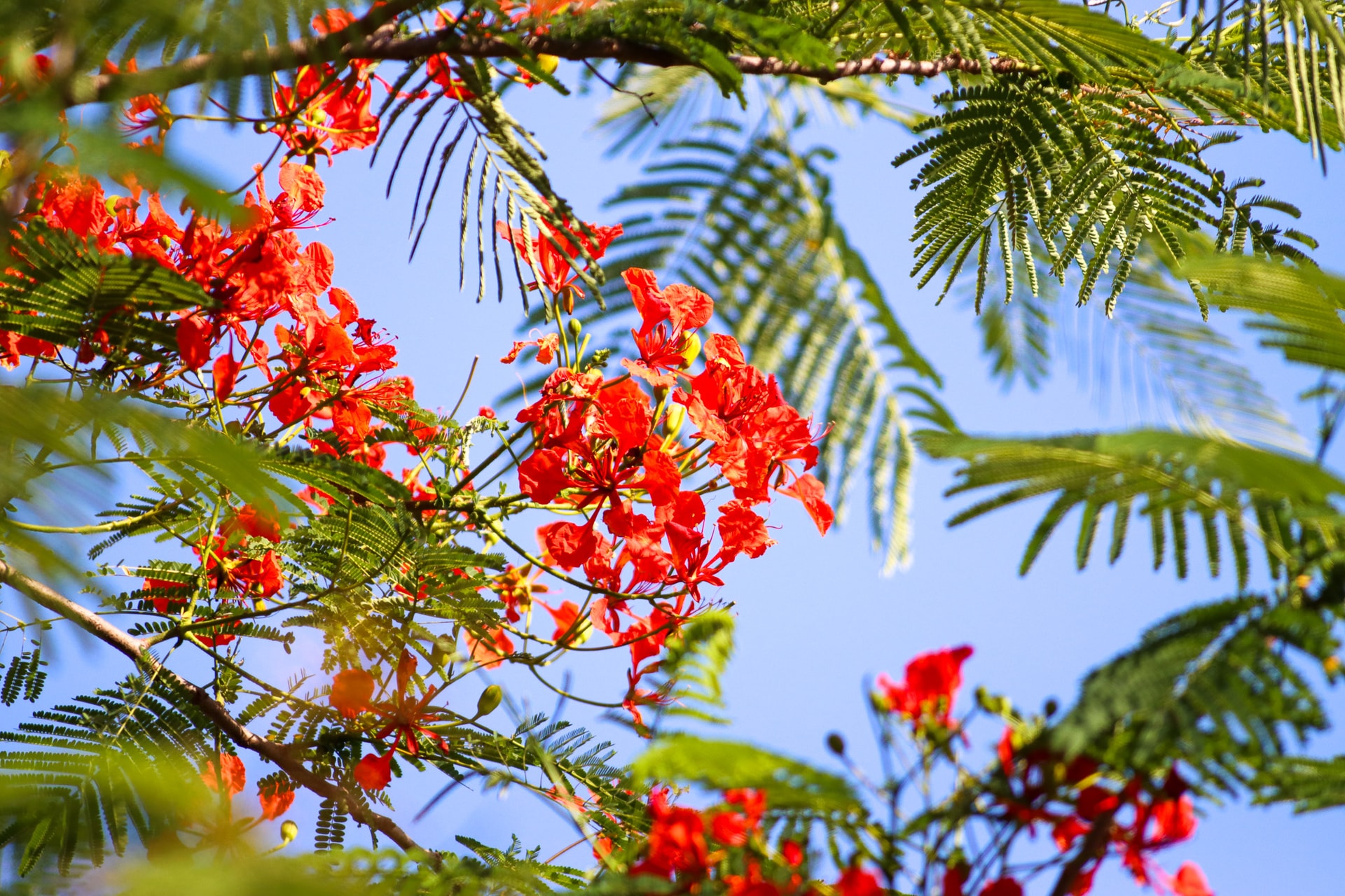 flower-thang-5-5-ce1a8d4695f3fa8e4516f61925d3855f.jpg