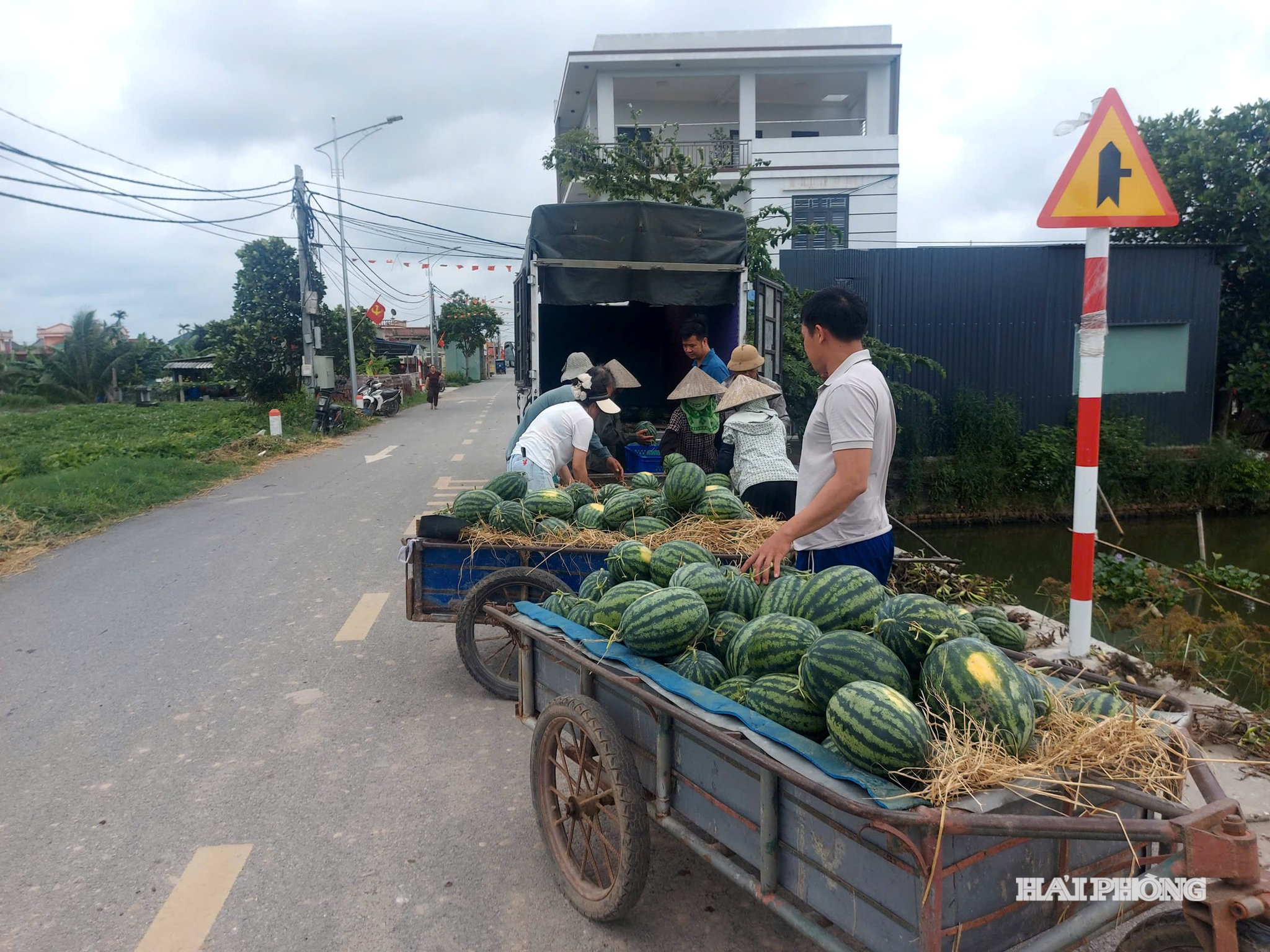 Nông dân thu hoạch dưa hấu