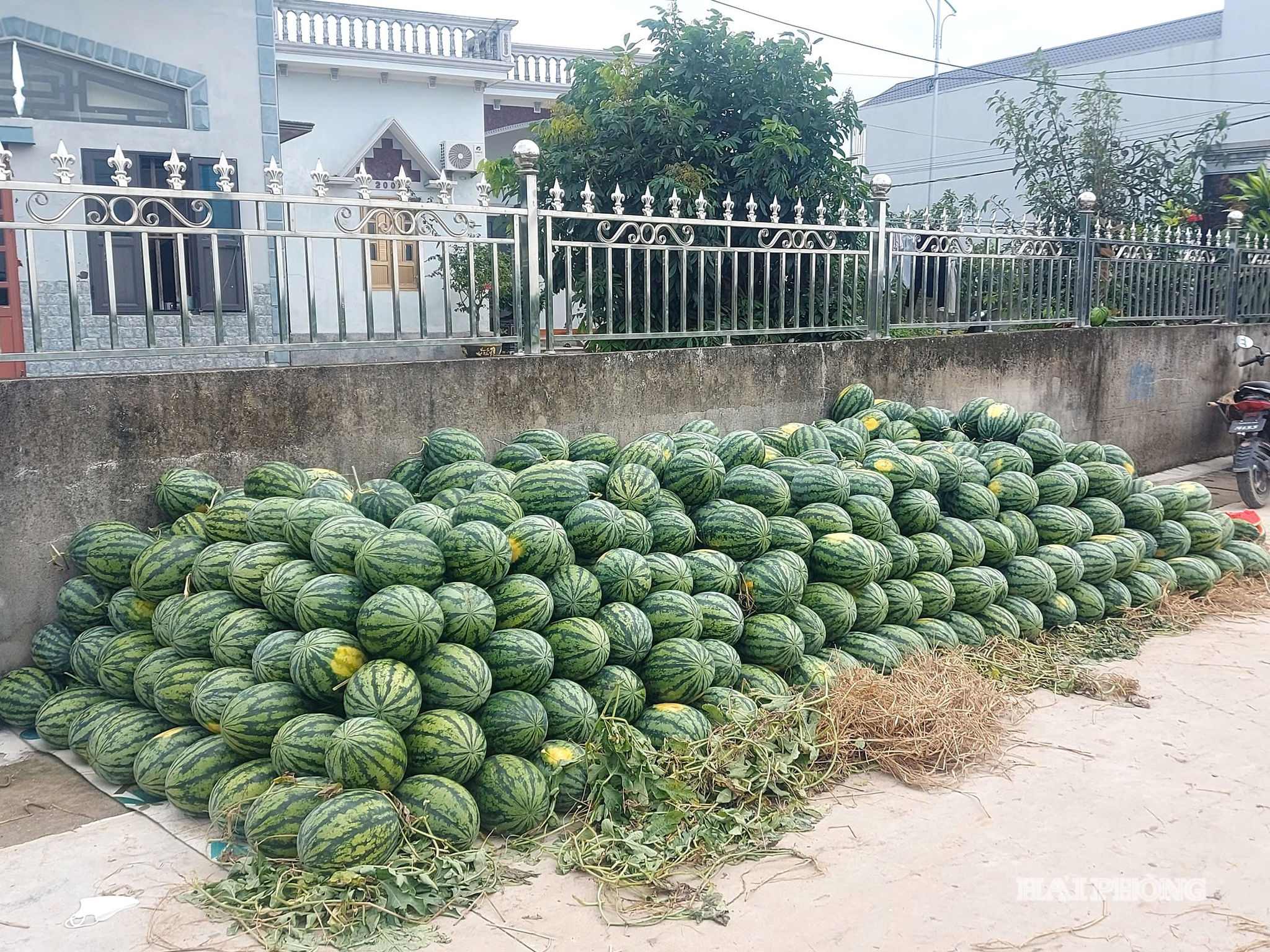 Dưa năm nay quả to, tròn nên bà con rất phấn khởi