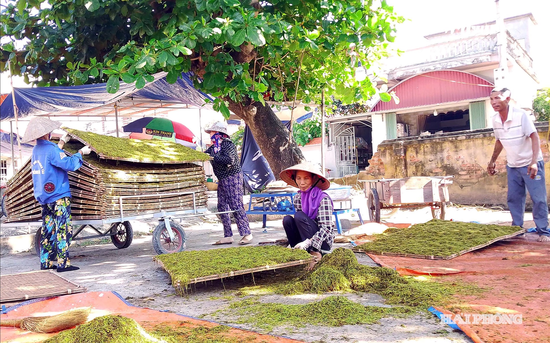 -যক্ষ্মা-ওষুধ-১১