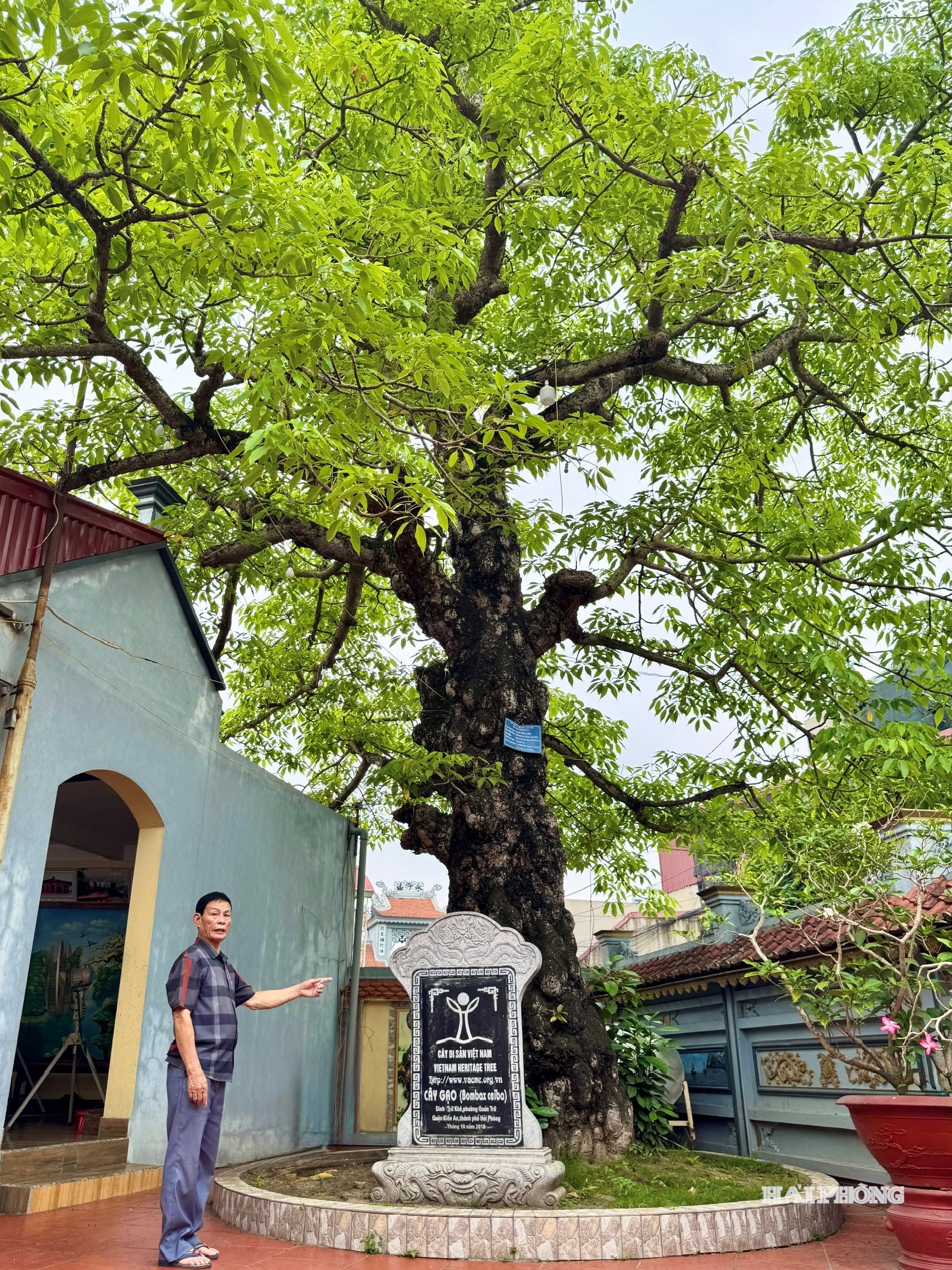 The bombax in the Tru Khe communal house compound was recognized as a Vietnam Heritage Tree in 2016.