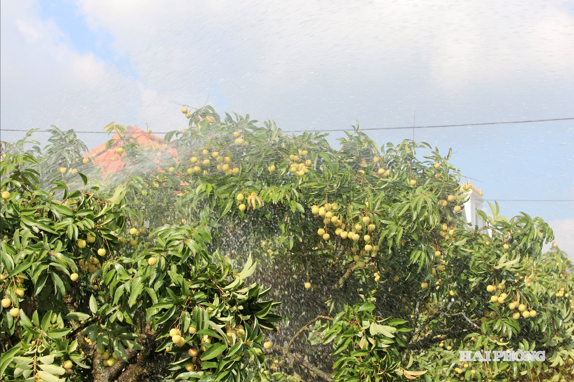 acqua per la frutta