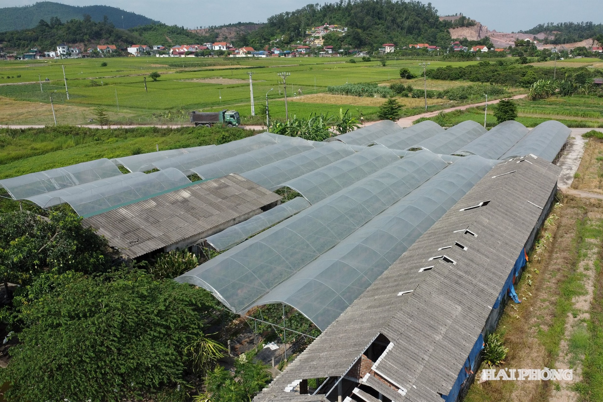 nho bac an phu1