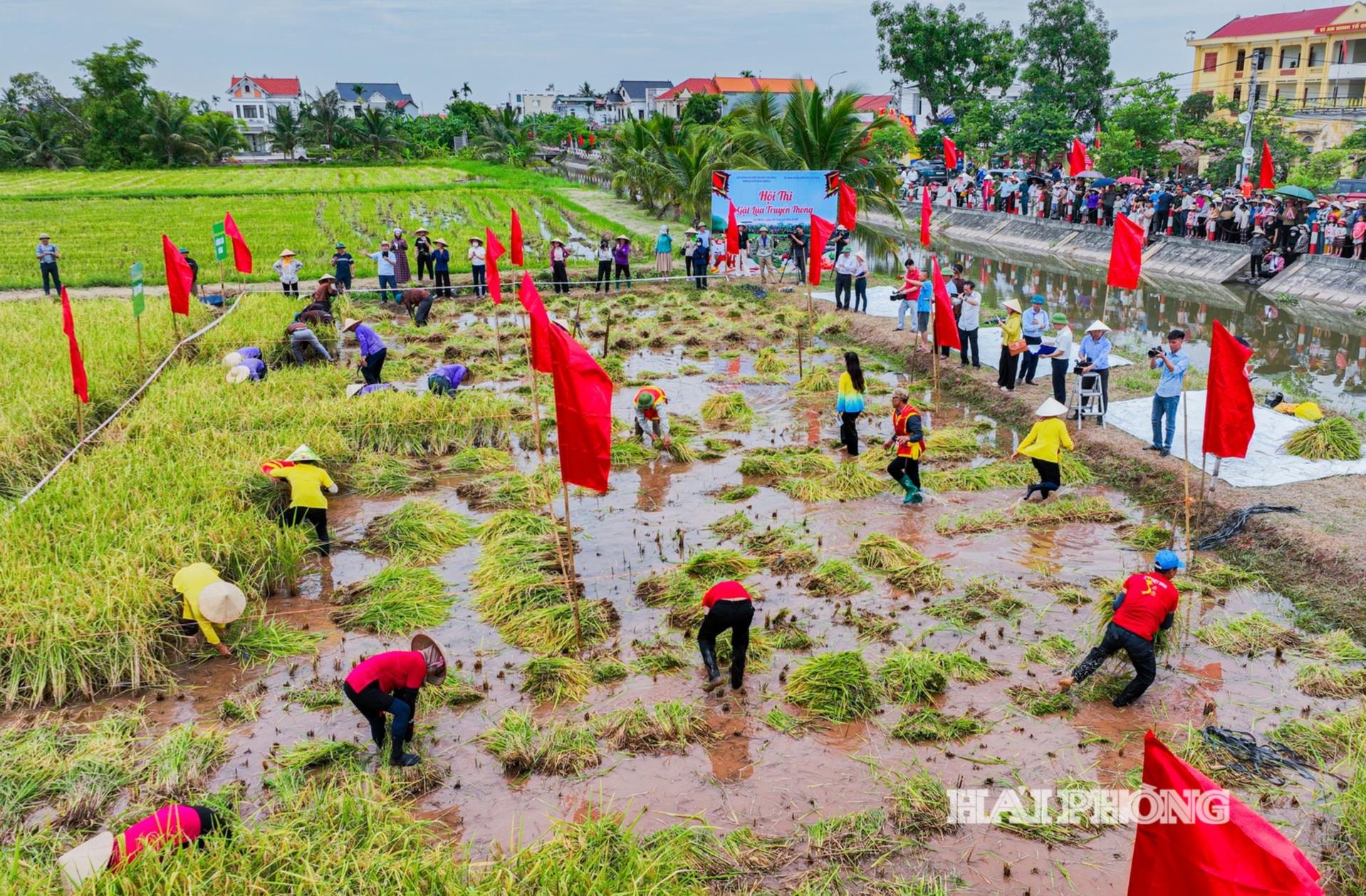 Hội thi gặt lúa với sự tham gia của 4 đội thi.