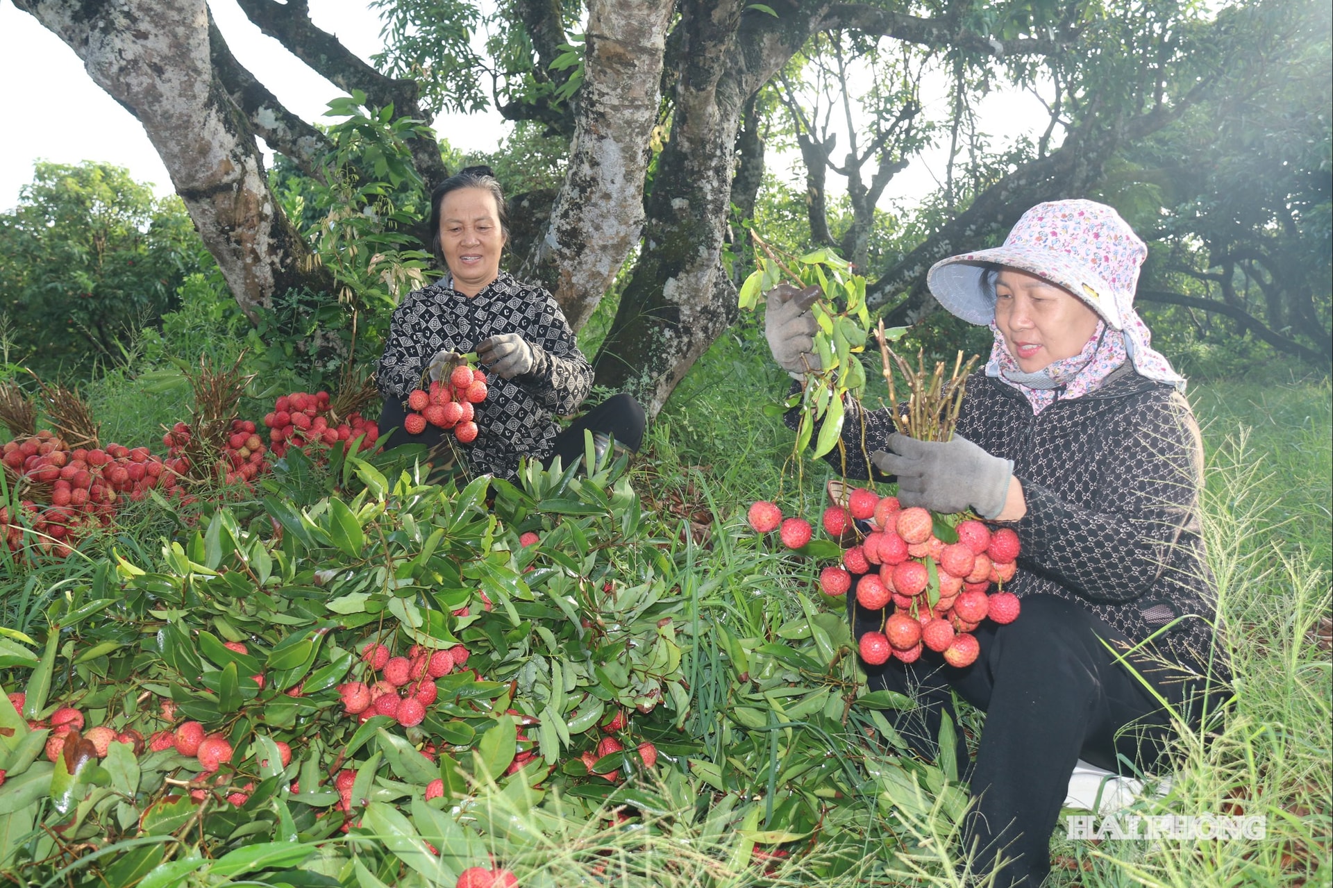 Vải của gia đình ông Hiếu có mã đẹp, sáng được bán với giá bình quân 60.000 đồng/kg, thu hơn 300 triệu đồng cả vụ, cao gấp đôi so với những năm được mùa. 