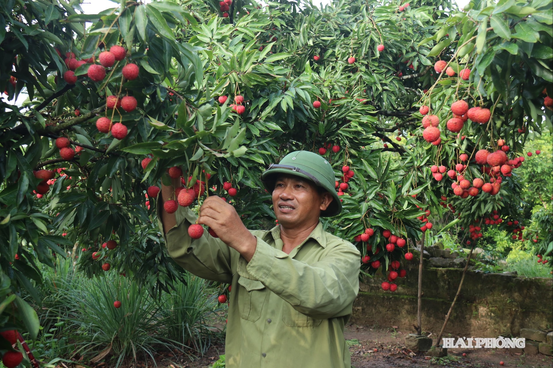 Gia đình ông Nguyễn Văn Hiếu hiện có khoảng 3 mẫu vải với nhiều giống khác nhau như tàu lai, u hồng, vải thiều và giống vải Phù Cừ (Hưng Yên), trong đó, giống tàu lai chiếm diện tích lớn nhất. So với những năm trước, sản lượng vải năm nay ít hơn nhưng gia đình ông Hiếu là số ít hộ trồng giữ được các vườn vải sai trĩu quả, không bị cháy như hiện nay.
