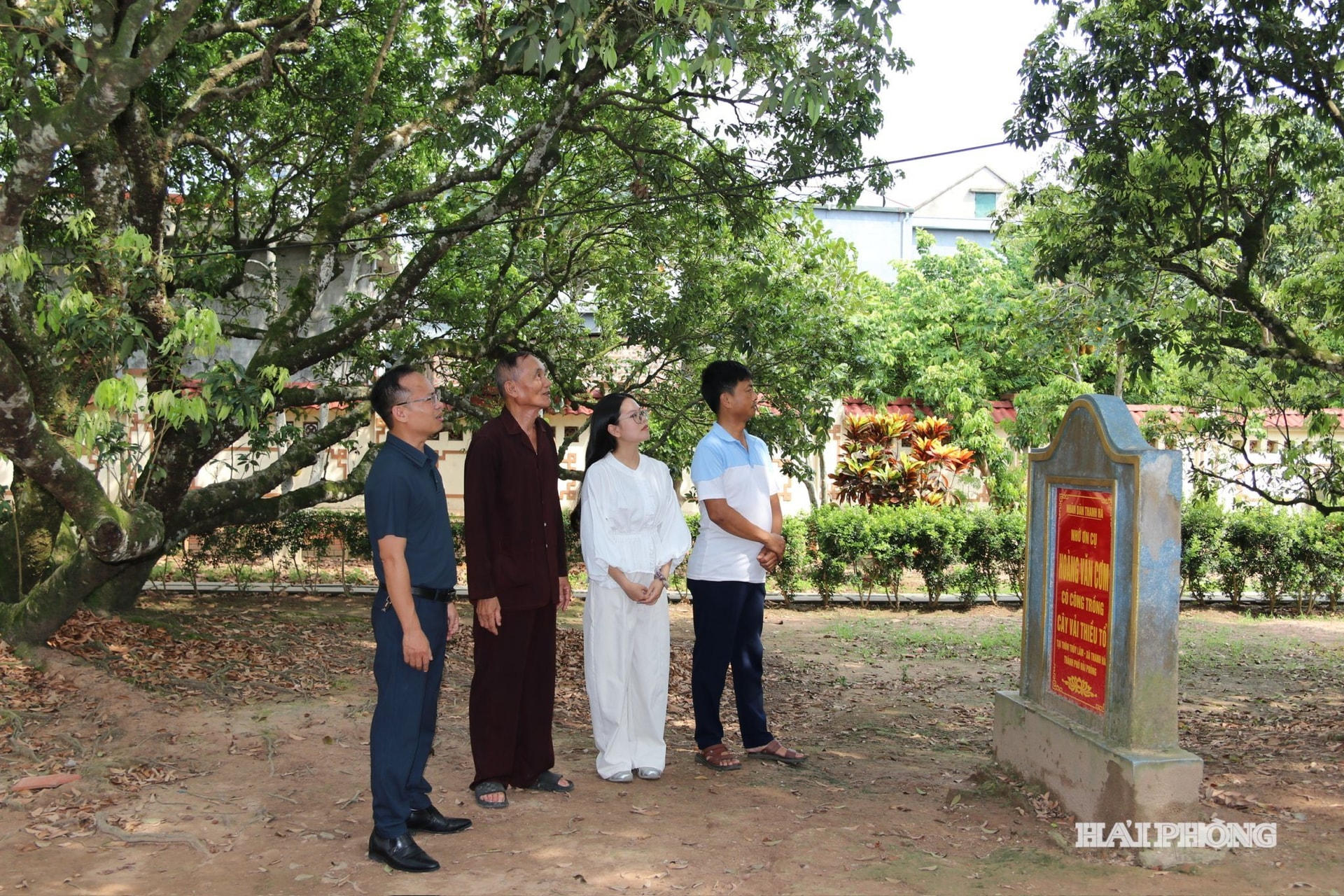Cây vải tổ ở thôn Thuý Lâm, xã Thanh Hà c