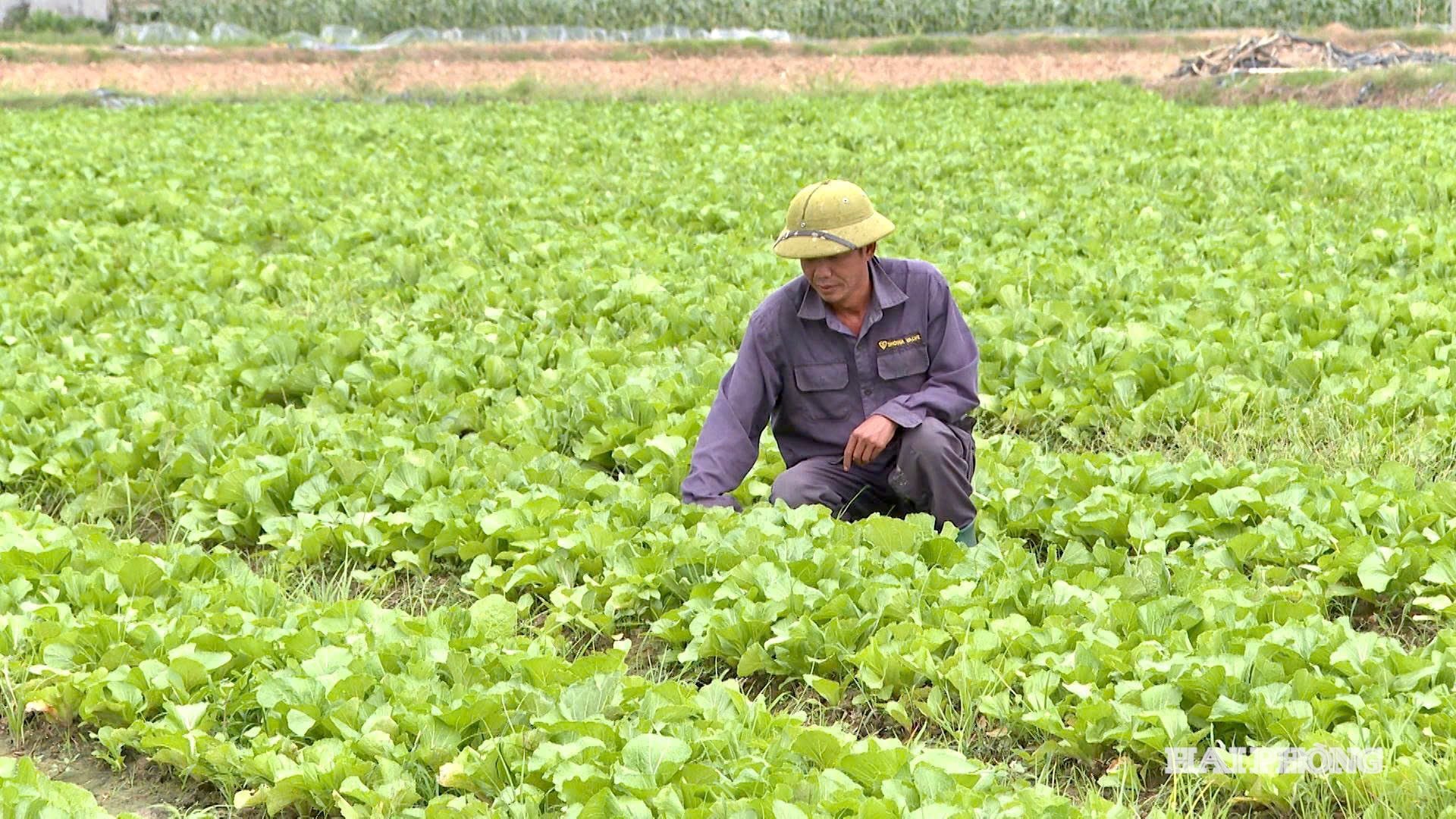 Xã Kim Thành hướng tới nâng cao giá trị sản xuất vụ hè thu bằng việc quy vững sản xuất tập trung.