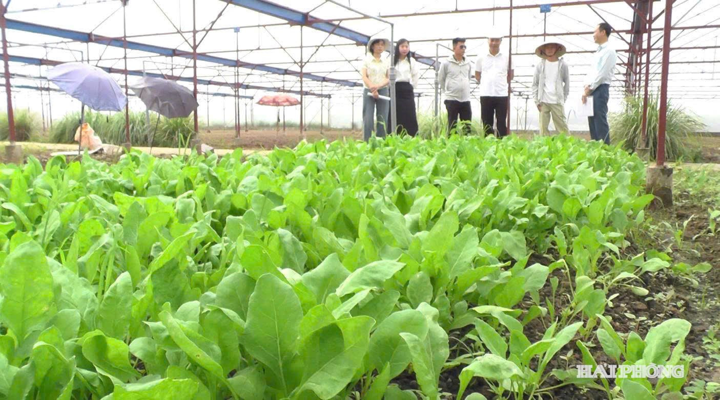 Các mô hình tích tụ ruộng đất không chỉ khai thác tối đa tiềm năng đất đai, từng bước khắc phục tình trạng ruộng đất bỏ hoang hóa.