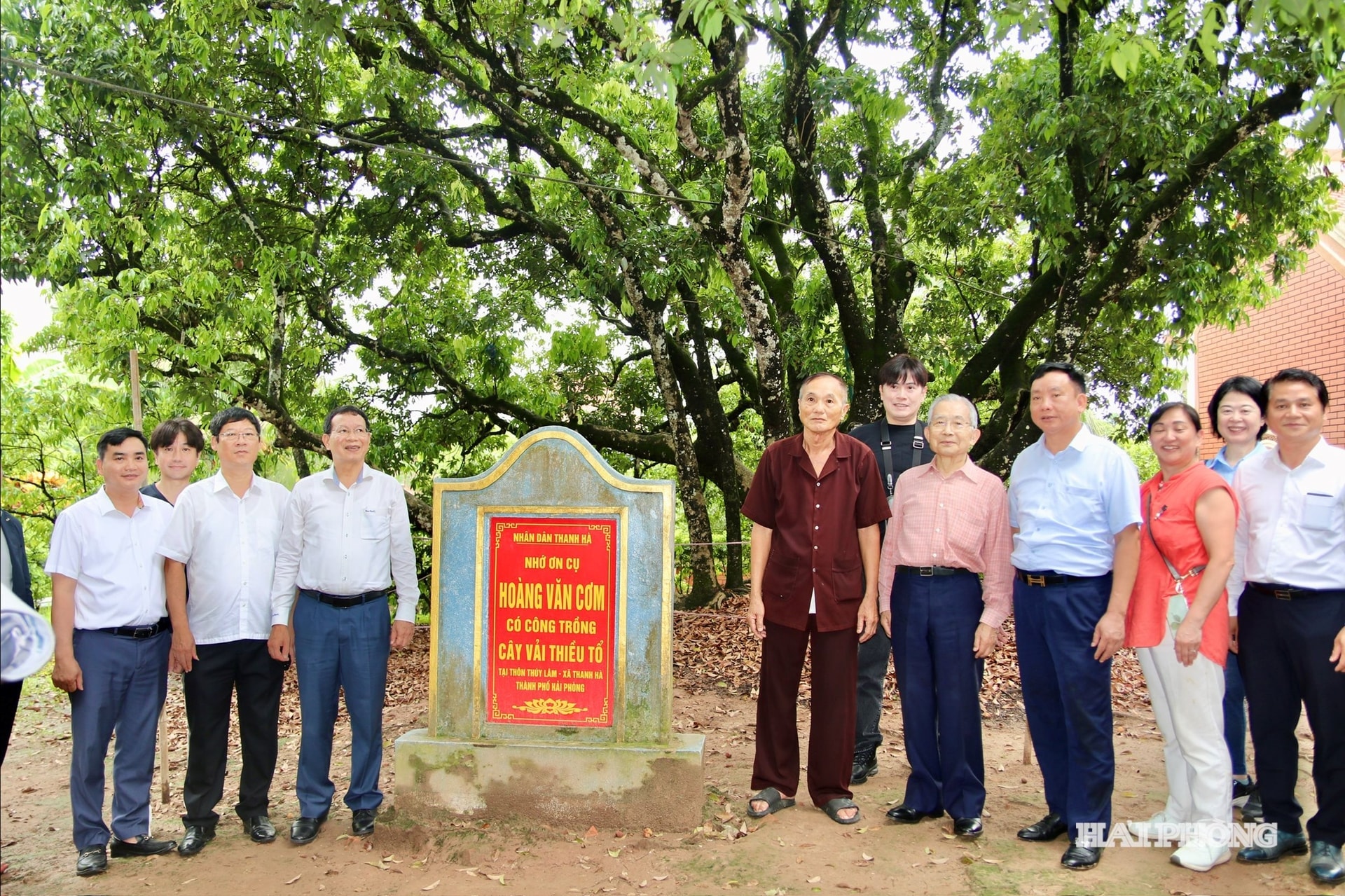 cay-vai-to-thanh-ha.jpg