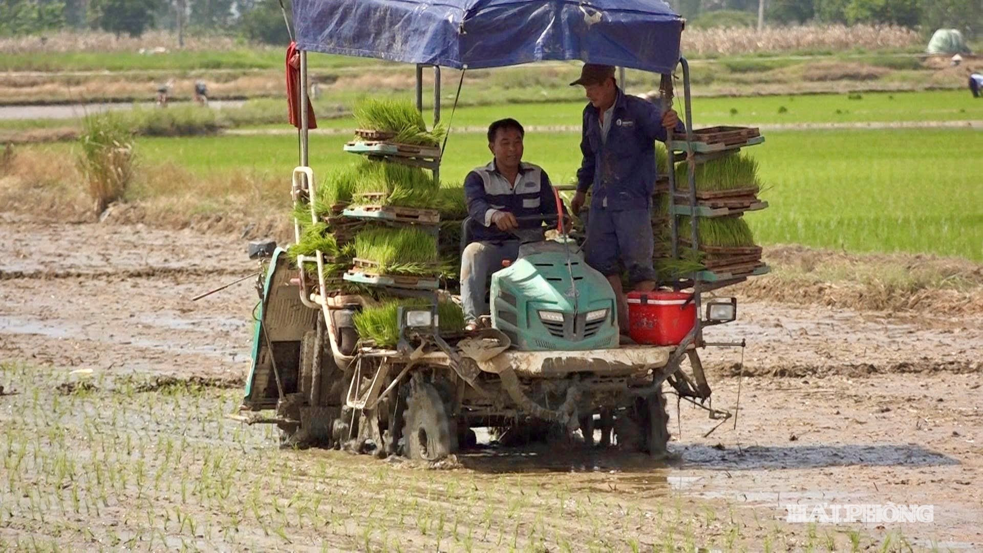 giong-lua-moi.jpg