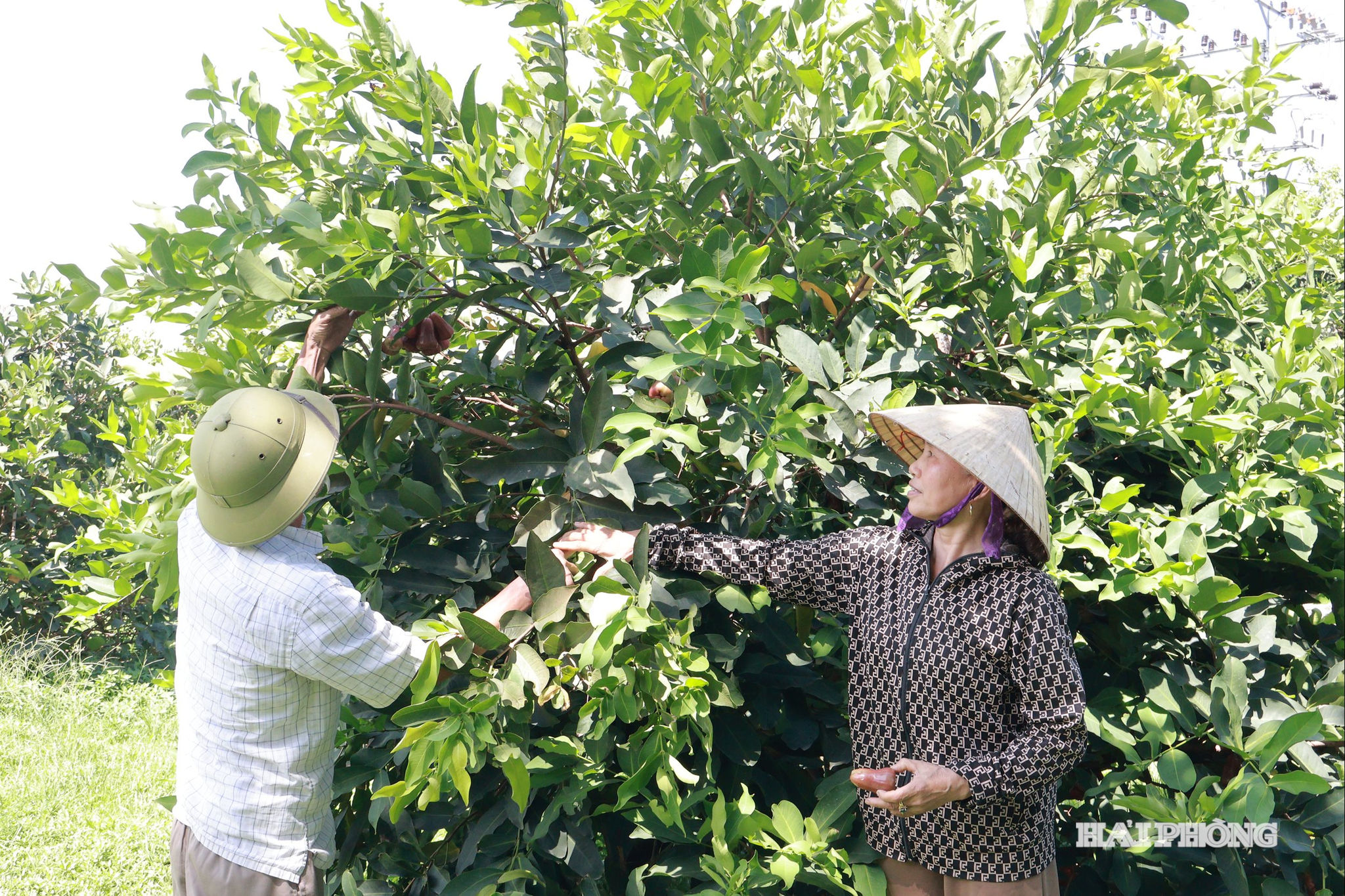 mo-hinh-nong-nghiep (2)