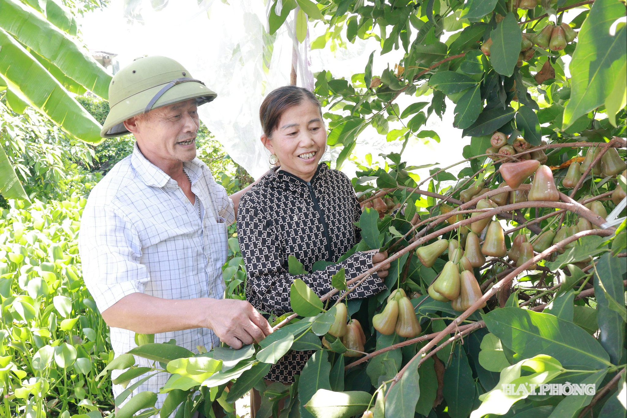 mo-hinh-nong-nghiep.jpg