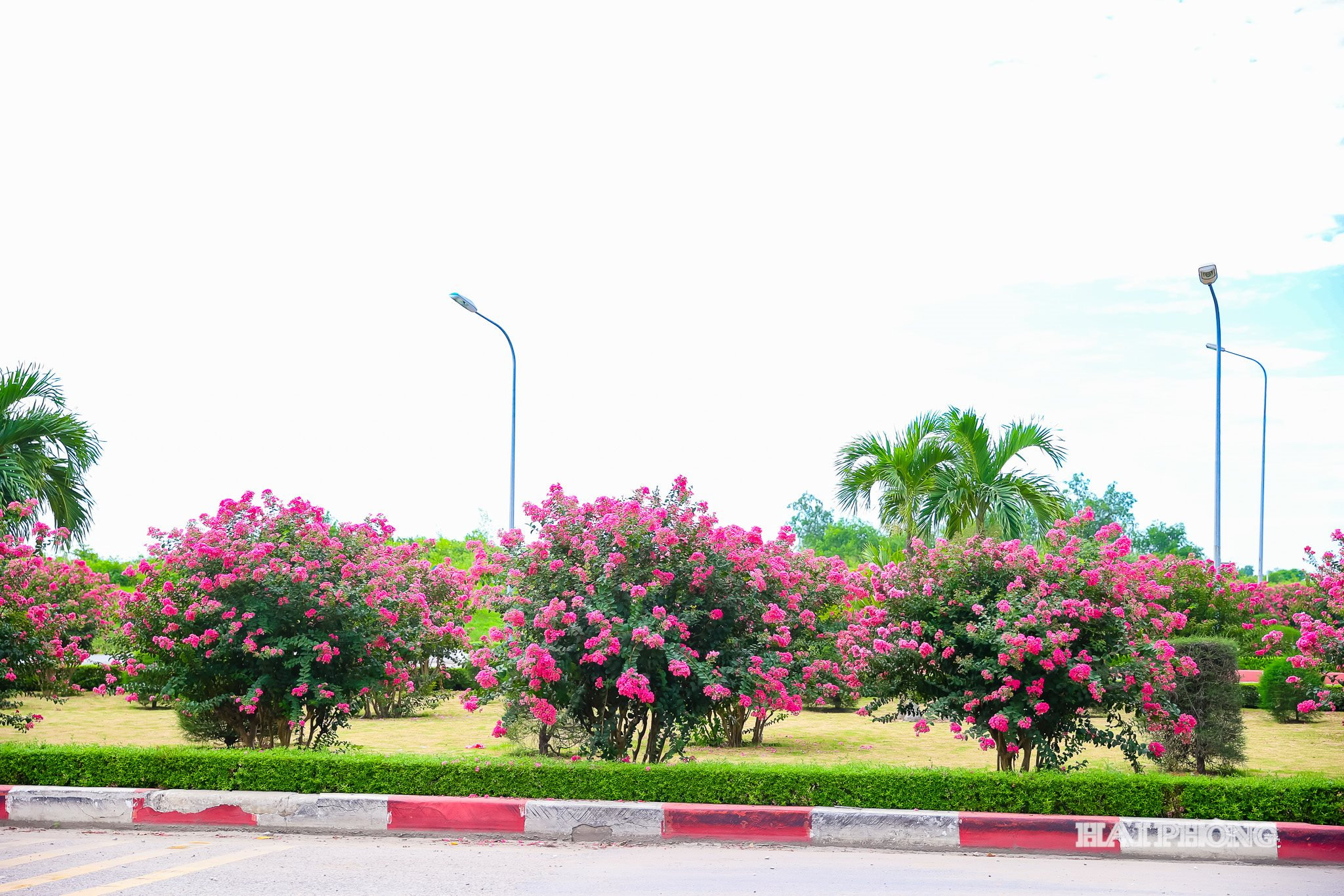 hoa-tuong-vi-16.jpg